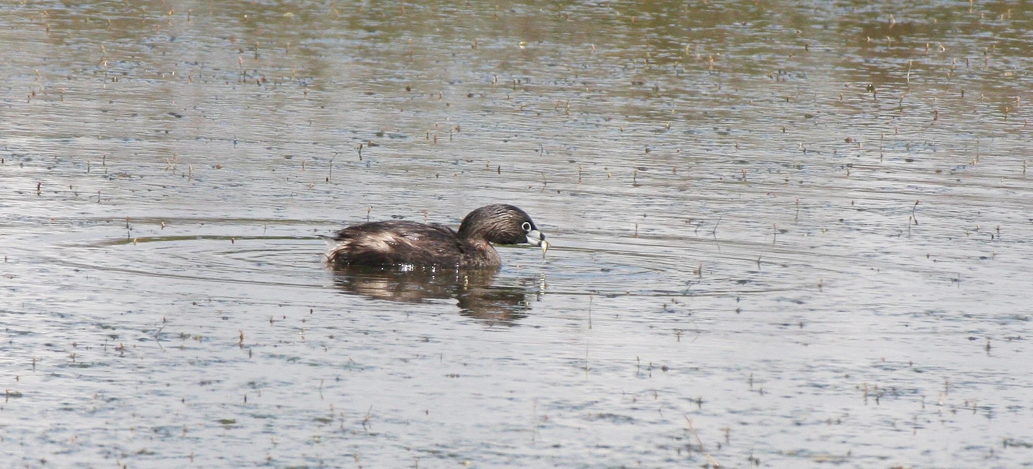 Pied-billed Grebe (Podilymbus podiceps) Ridgefield NWR Washington (7).JPG