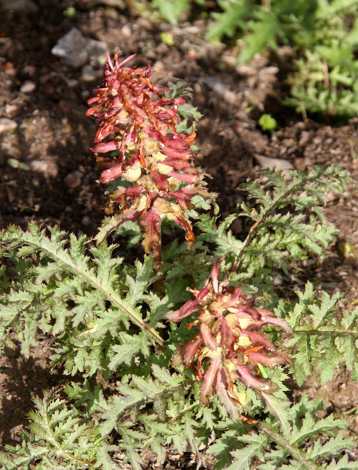 PLANT SPECIES - PINNACLES NATIONAL MONUMENT CALIFORNIA (38).JPG