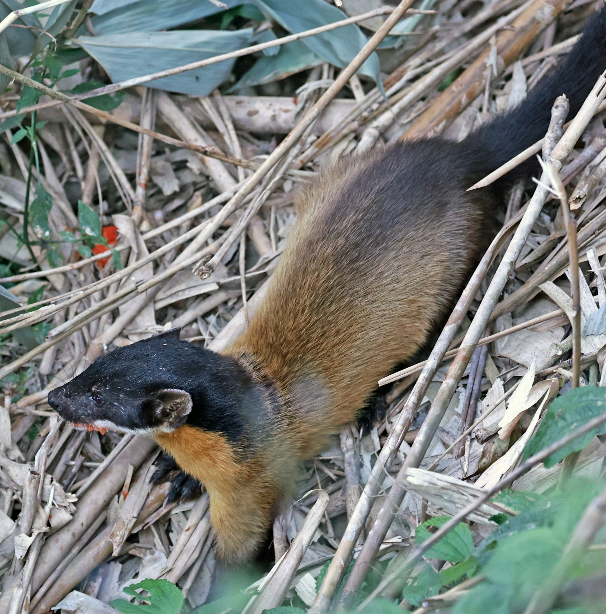 Yellow-throated Marten (Martes flavigula) Kaeng Krachan National Park Thailand, Jan 2025 (91).jpg