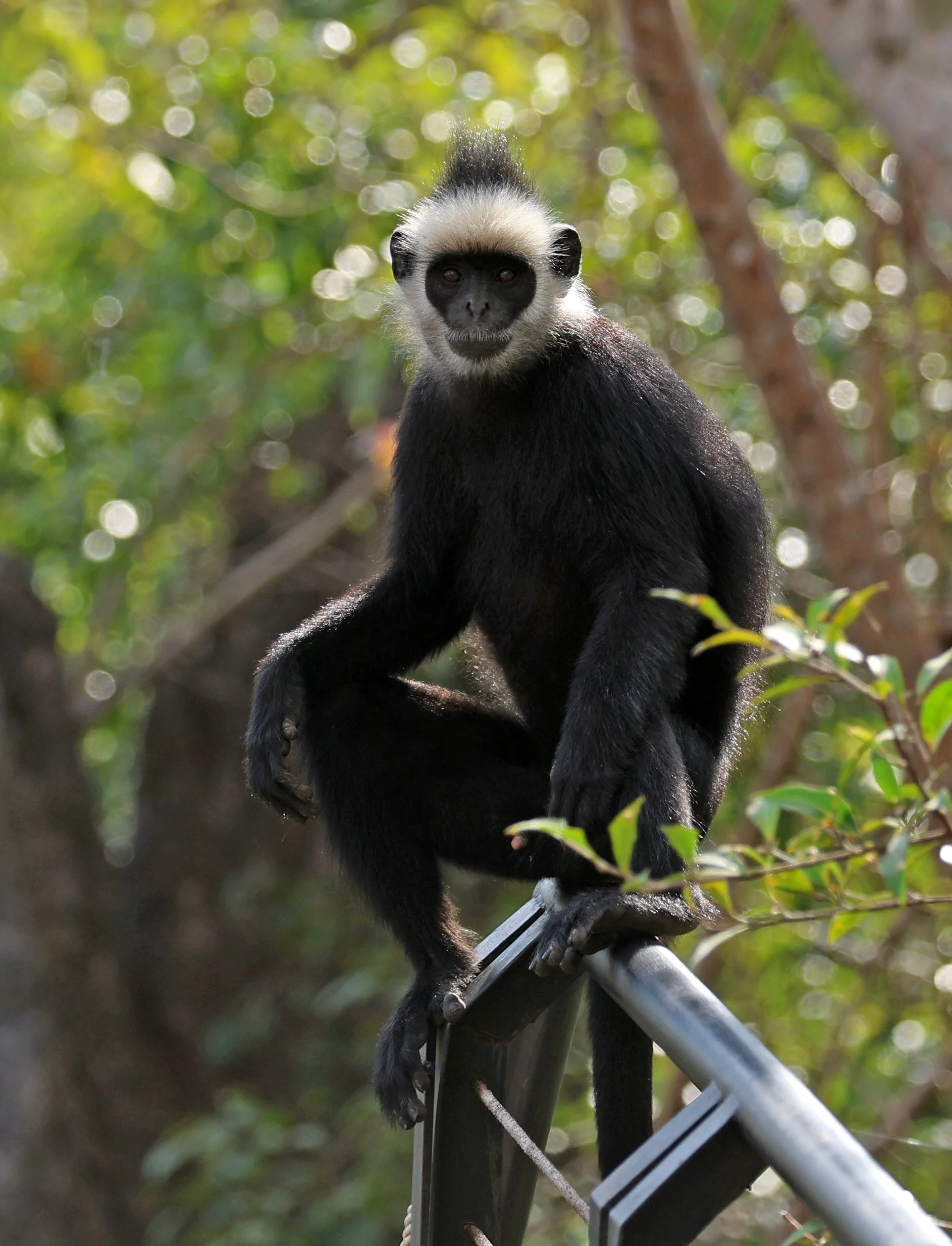 Laotian Langur or White-browed Black Langur (Trachypithecus laotum) The Rock Viewpoint, Khammouane Province Laos (176).jpg