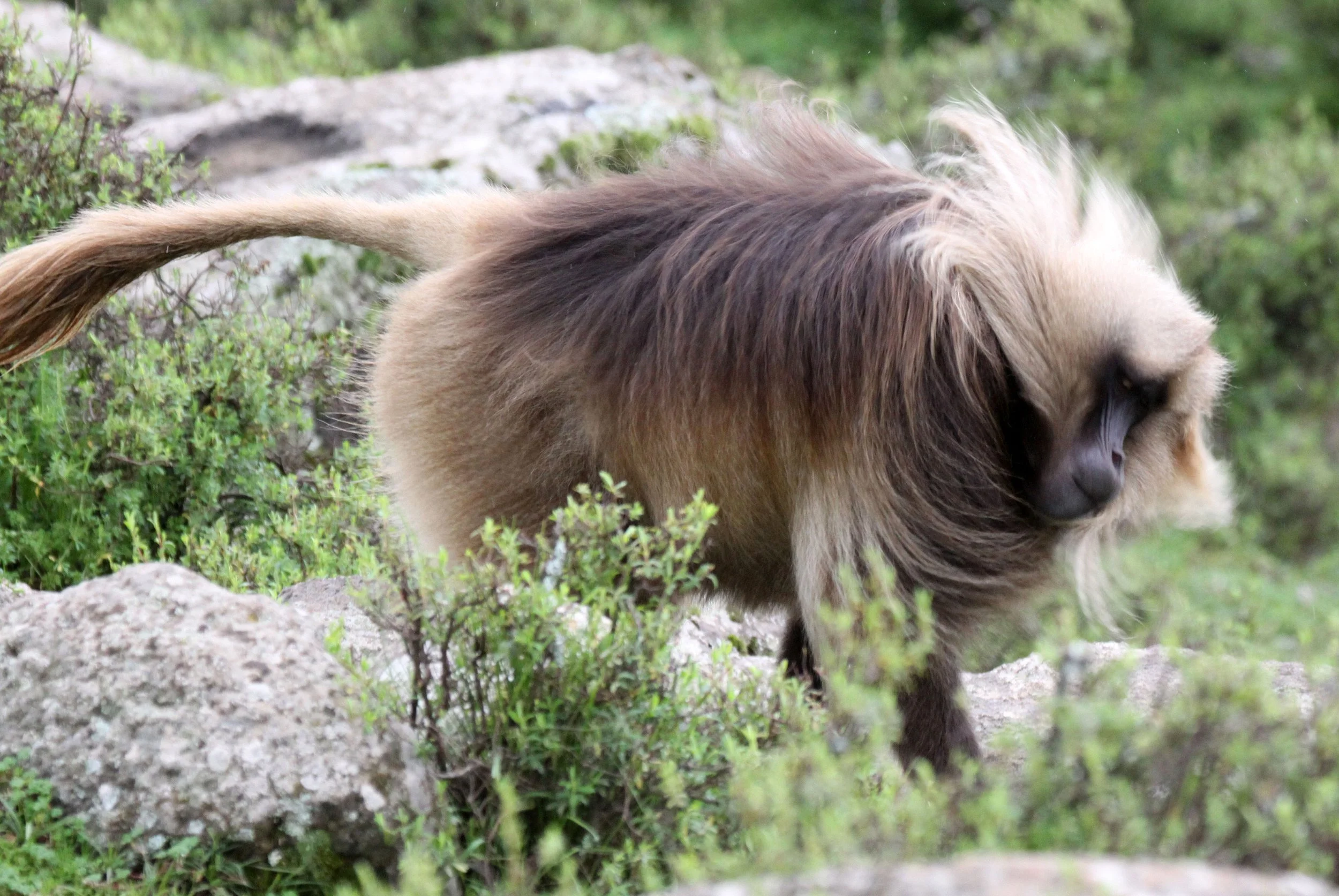 CERCOPITHECIDAE - Theropithecus gelada - GELADA - SIMIEN MOUNTAINS NATIONAL PARK ETHIOPIA (1512).JPG