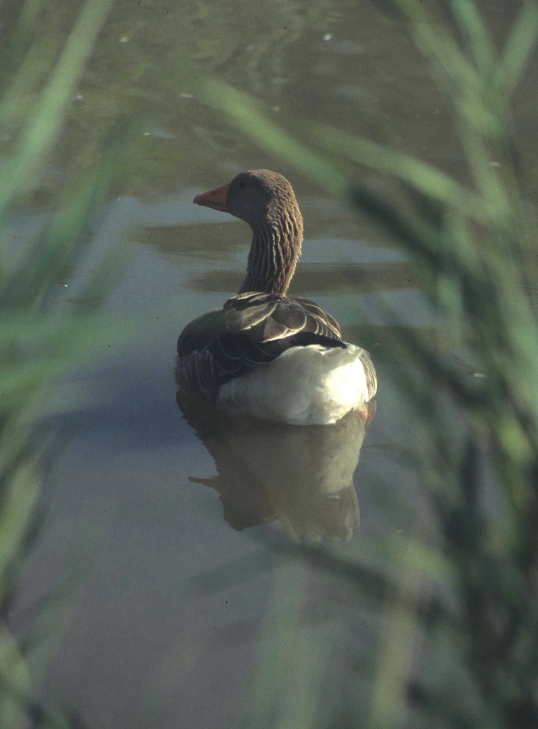 GOOSE - GREYLAG GOOSE - Anser anser - LA CAMARGUE FRANCE (6).jpg