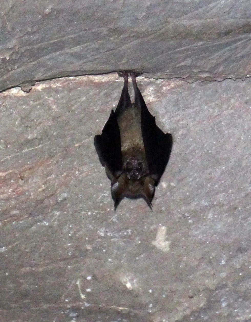 ROUNDLEAF BAT - GREAT ROUNDLEAF BAT - Hipposideros armiger - NAMTHALU - KHAO SOK NATIONAL PARK - SURATTHANI (29).JPG