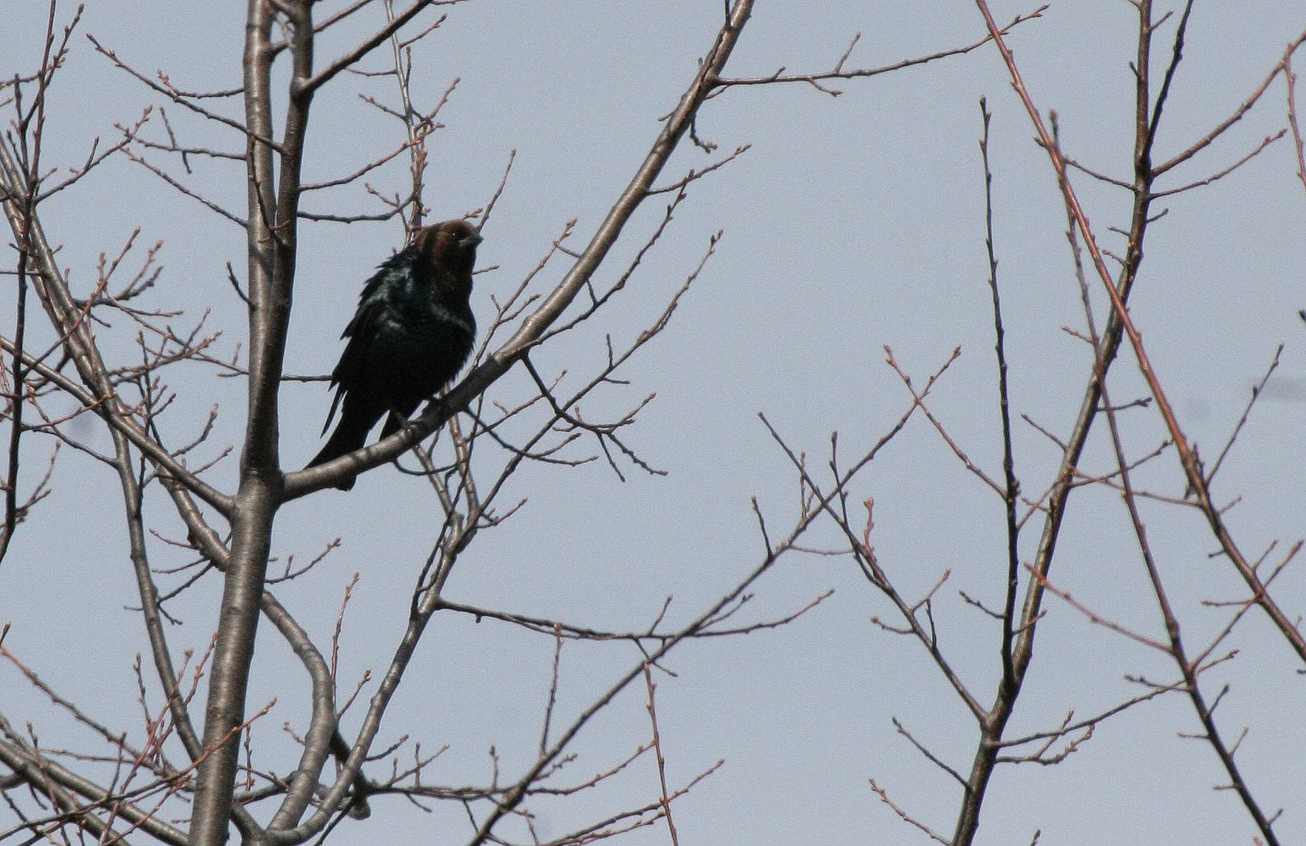 Brown-headed Cowbird (Molothrus ater) Springbrook Forest Preserve Illinois (1).JPG