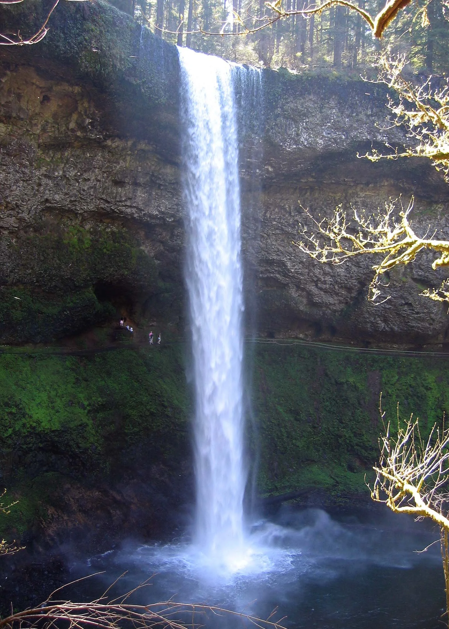 OREGON - SILVER FALLS STATE PARK (4).jpg