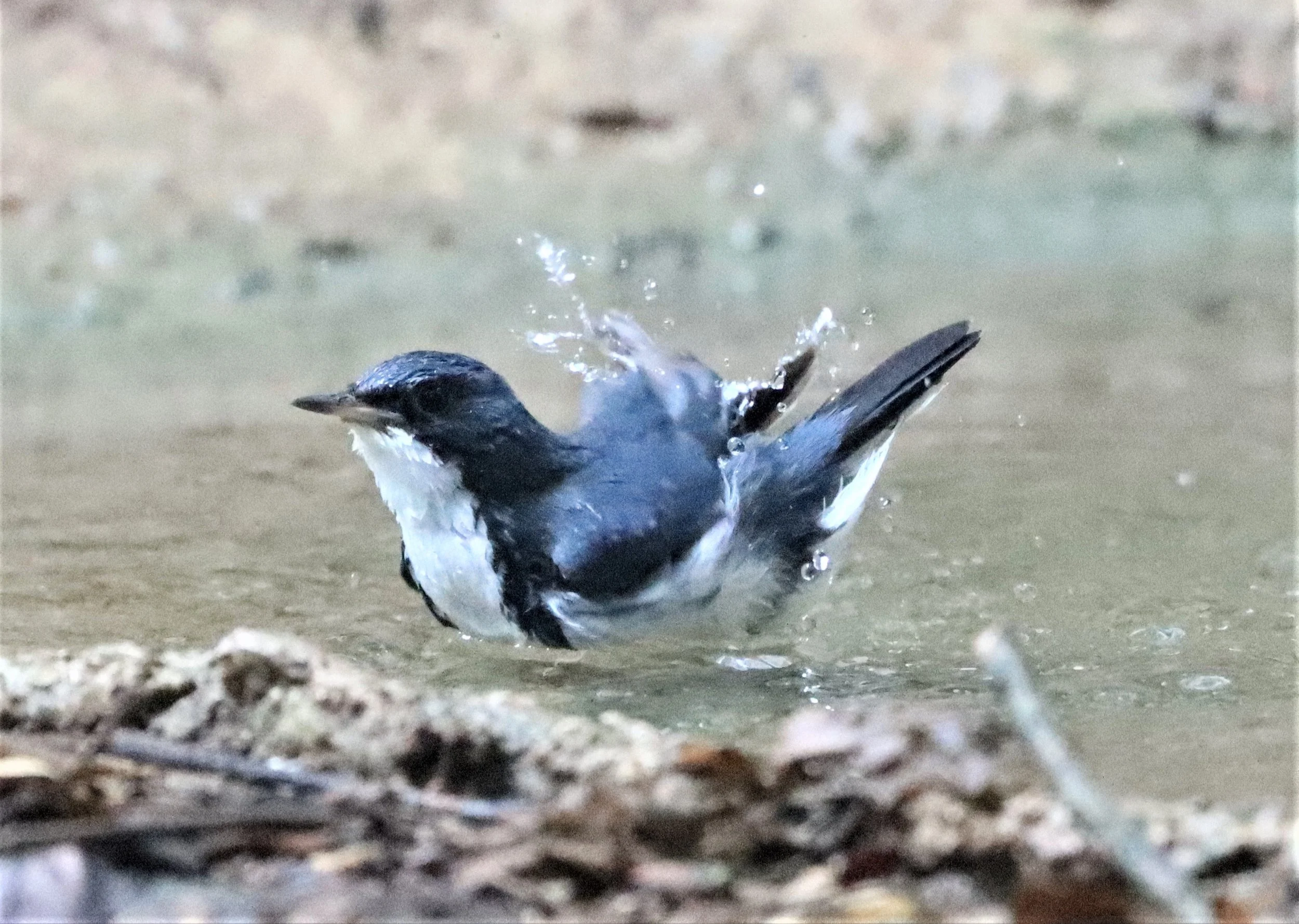 ROBIN - SIBERIAN BLUE ROBIN - Luscinia cyane - NEUNG HIDE, KAENG KRACHAN 2021 (14).jpg