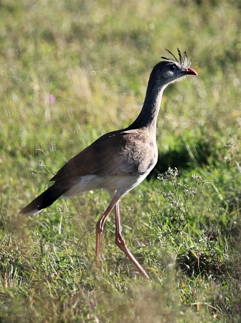 Red-legged Seriema (Cariama cristata) Neuland Mennonite Colony Paraguay (7).jpg