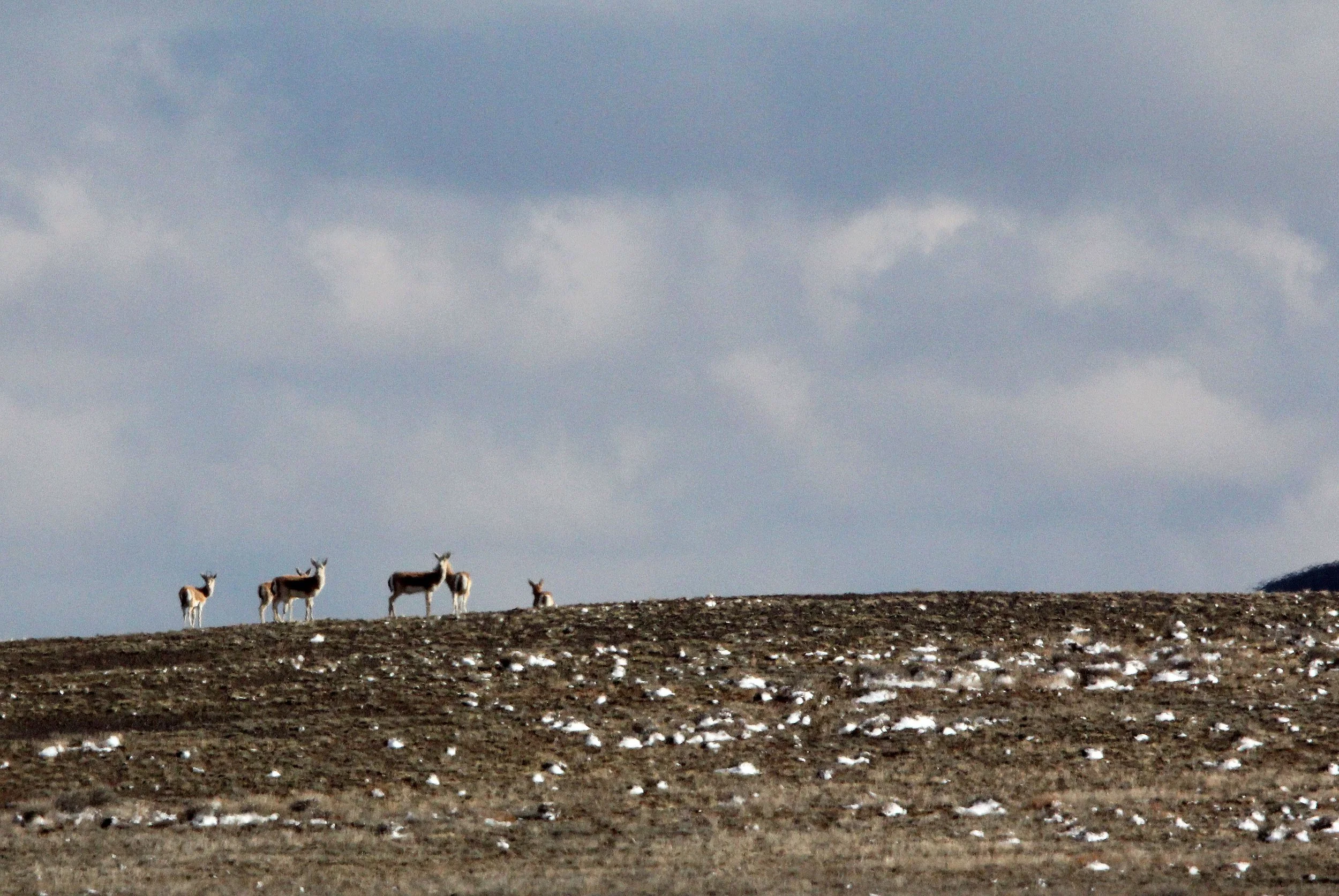 GAZELLE - TURKMEN GOITERED GAZELLE - Gazella gracilicornis - KARAMORI NATIONAL NATURE RESERVE XINJIANG CHINA (5).JPG