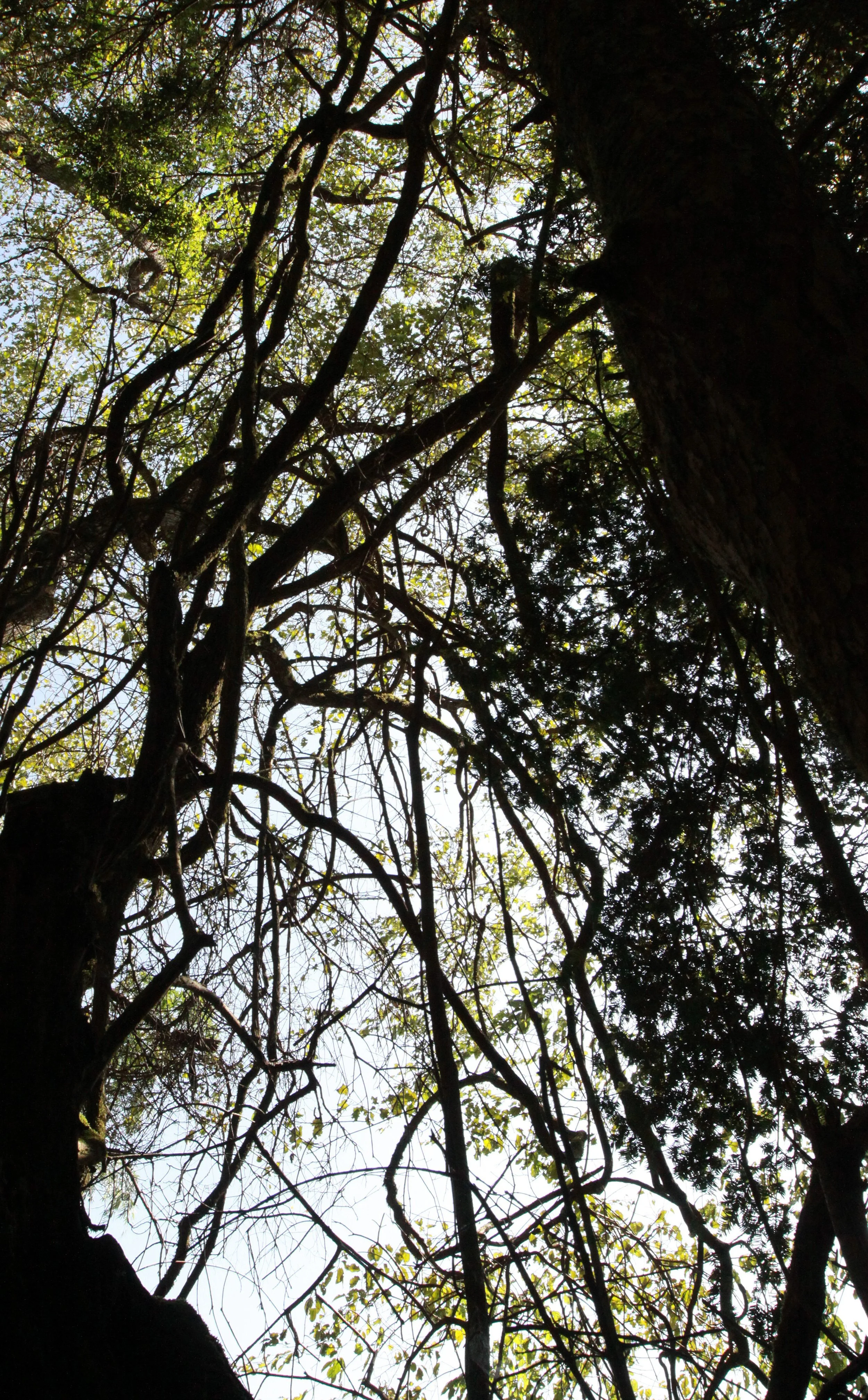 CHINESE YEW RESERVE - FUJIAN CHINA (33).JPG