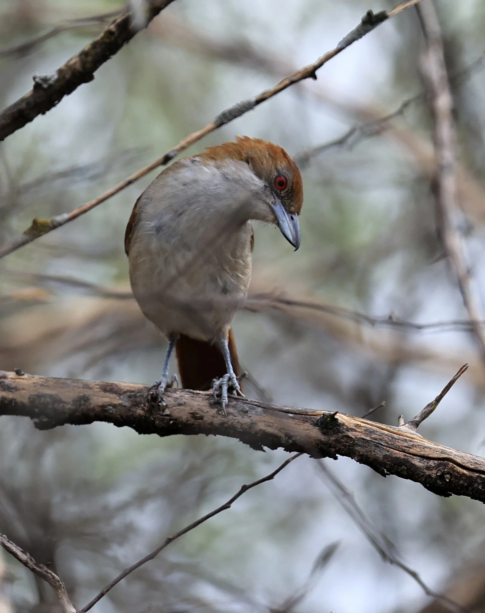 Great Antshrike (Taraba major) La Patria Sideroads Paraguay (3).jpg