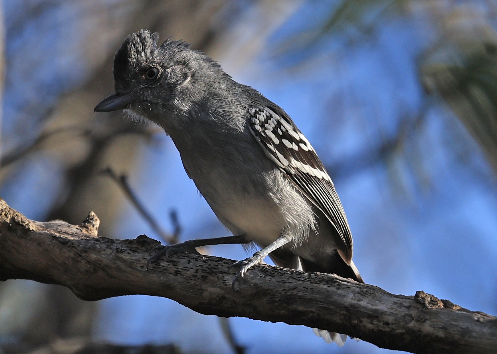 Bolivian Slaty-Antshrike (Thamnophilus sticturus) Agua Dulce Paraguay (8).jpg