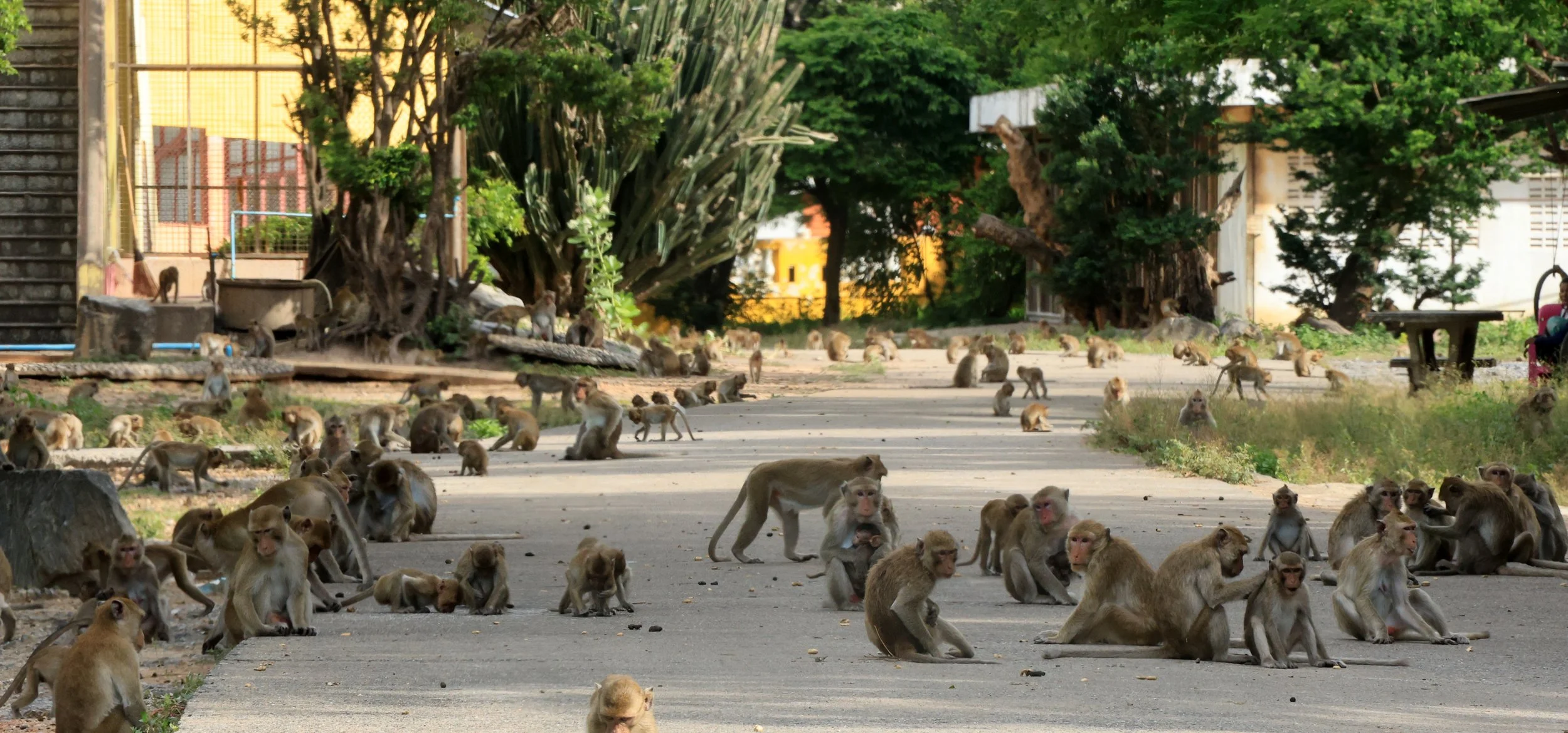 Khao Nor Khao Kaew Bat Viewing Nakhon Sawan (10).jpg