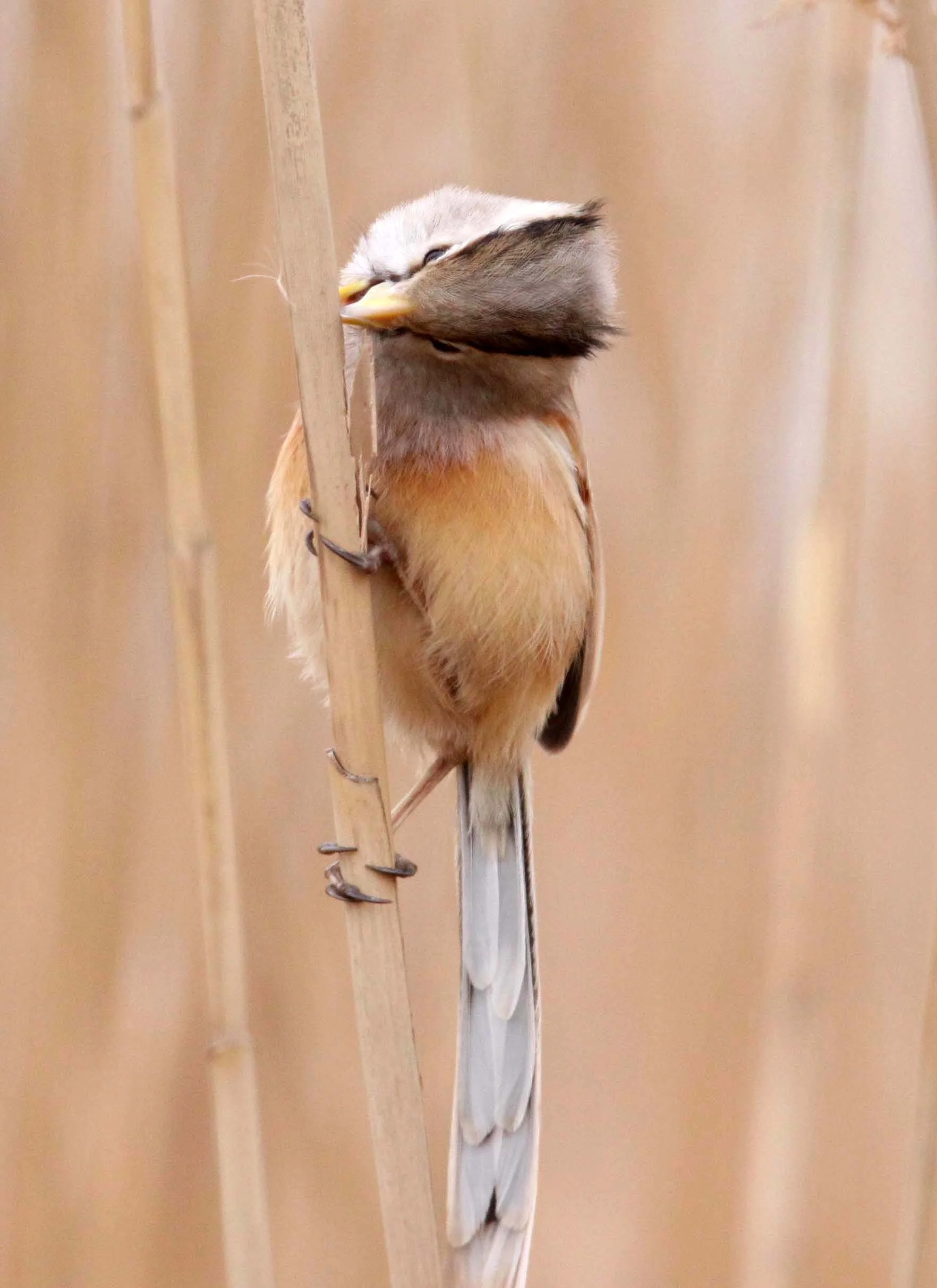 BIRD - PARROTBILL - REED PARROTBILL - YANCHENG CHINA (18).JPG