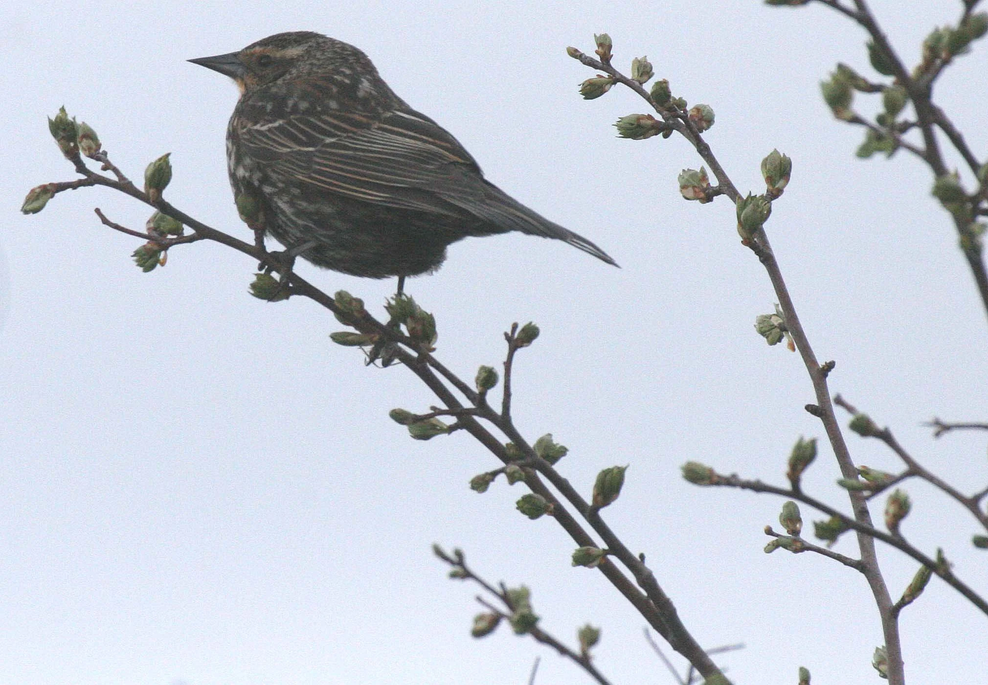 Red-winged Blackbird (Agelaius phoeniceus) Jamestown Olympic Peninsula Washington (20).JPG