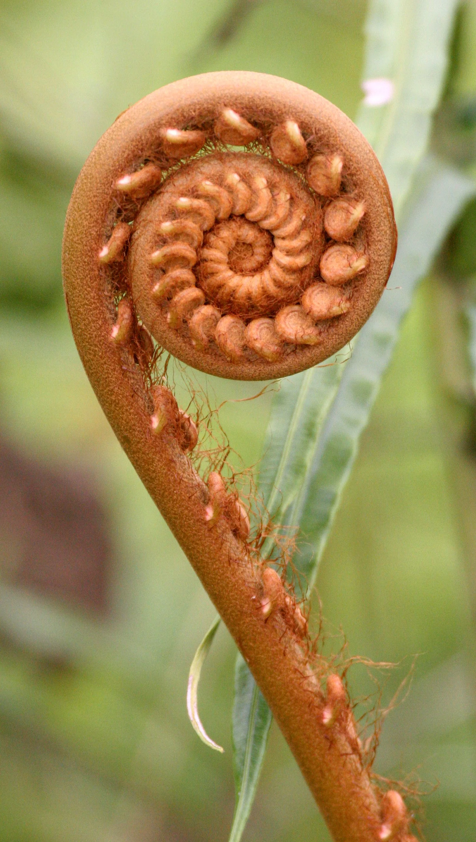 TABIN WILDLIFE RESERVE BORNEO - FERN FIDDLE-HEAD (3).JPG