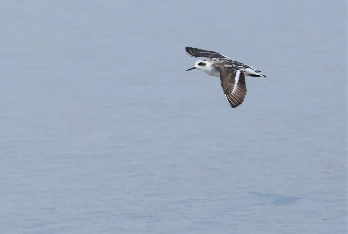 PHALEROPE - RED-NECKED PHALEROPE - Phalaropus lobatus - PAK THALE SALT PONDS MARCH 2022 (6).jpg