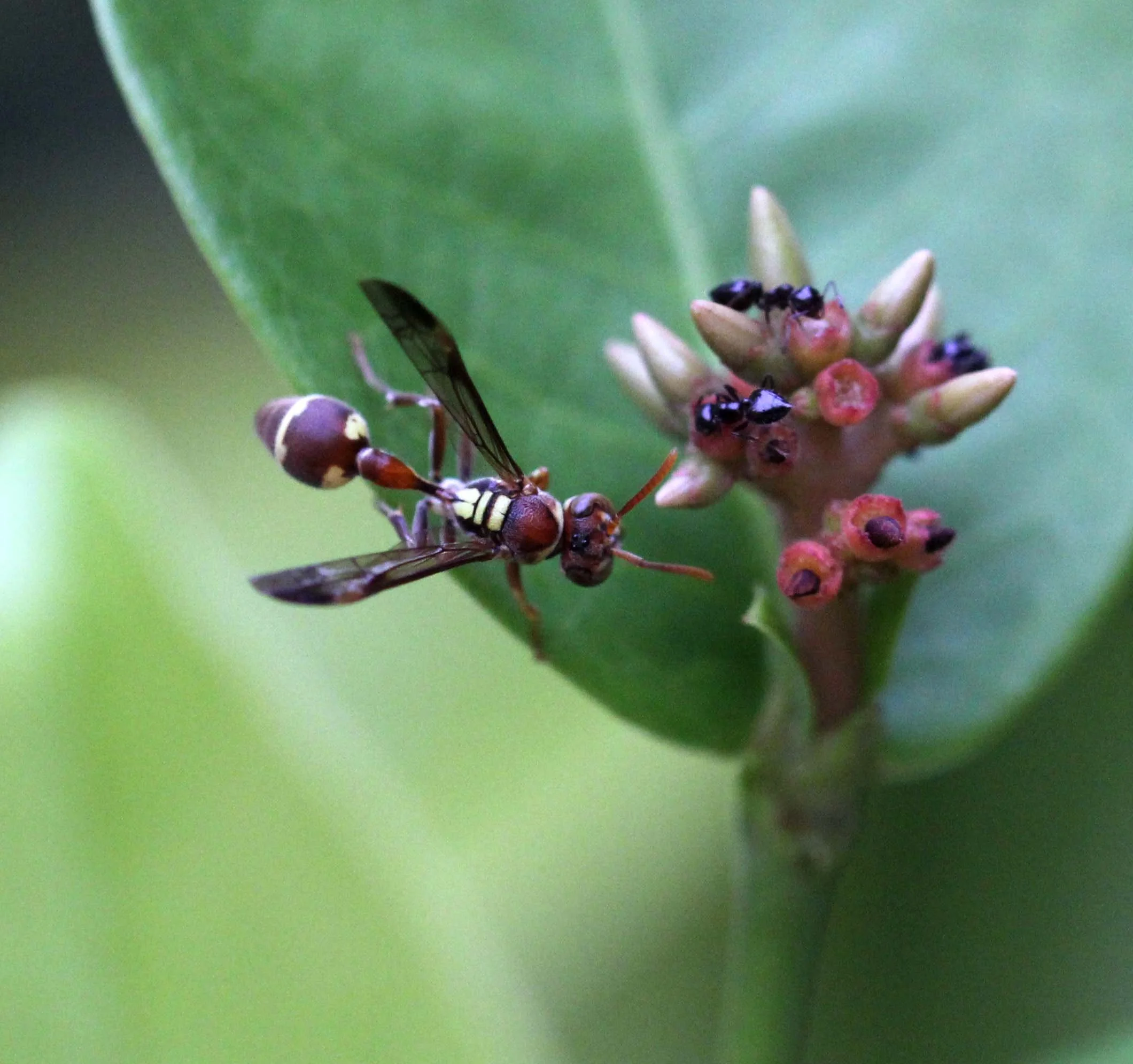 Sphecidae species 3 - Koh Lanta, Thailand