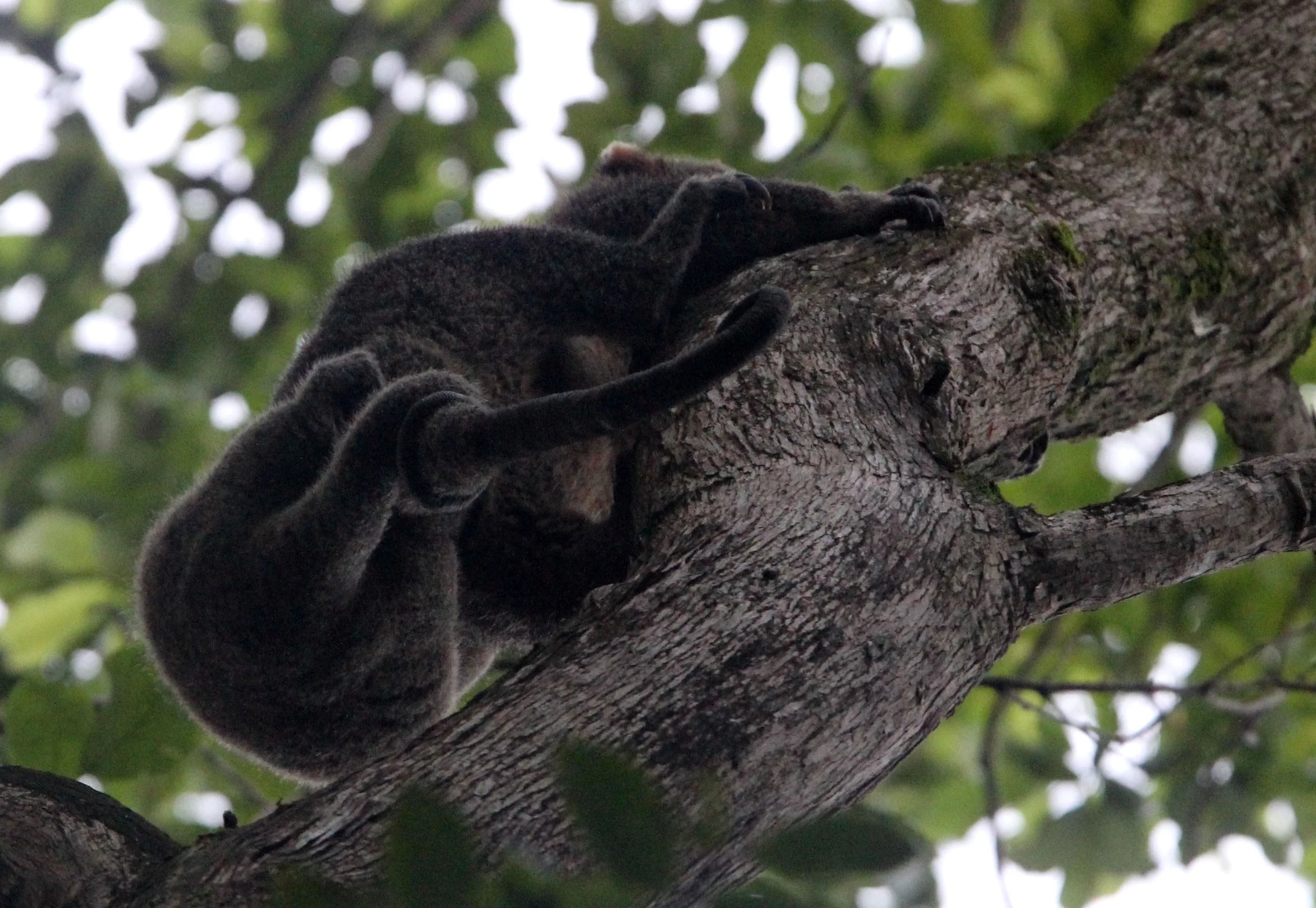Ailurops ursinus - BEAR CUSCUS - MARSUPALIA - TANGKOKO NATIONAL PARK SULAWESI INDONESIA (50).JPG
