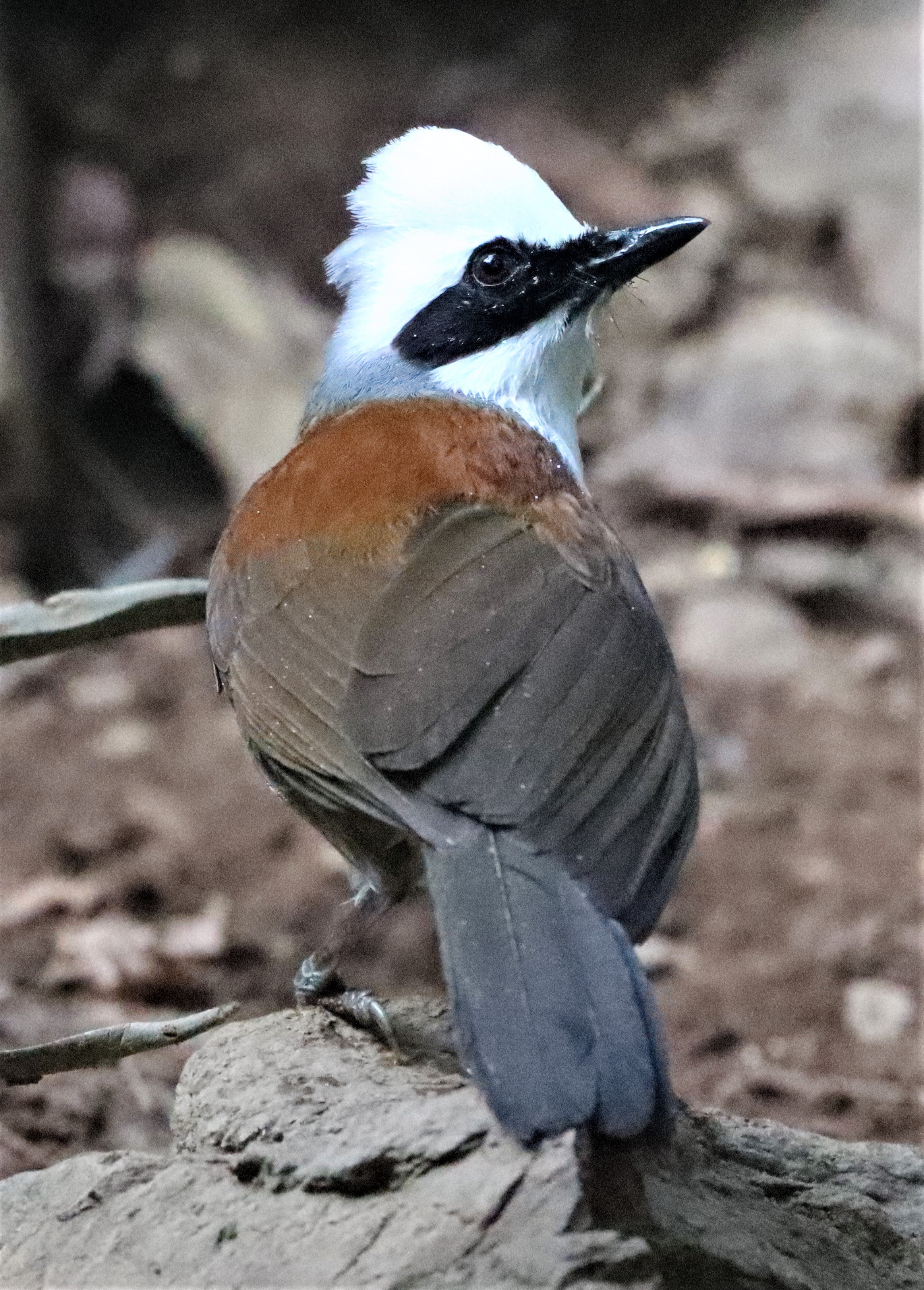 LAUGHINGTHRUSH - WHITE-CRESTED LAUGHINGTHRUSH - Garrulax leucolophus - KAENG KRACHAN THAILAND NEUNG HIDE (7).jpg