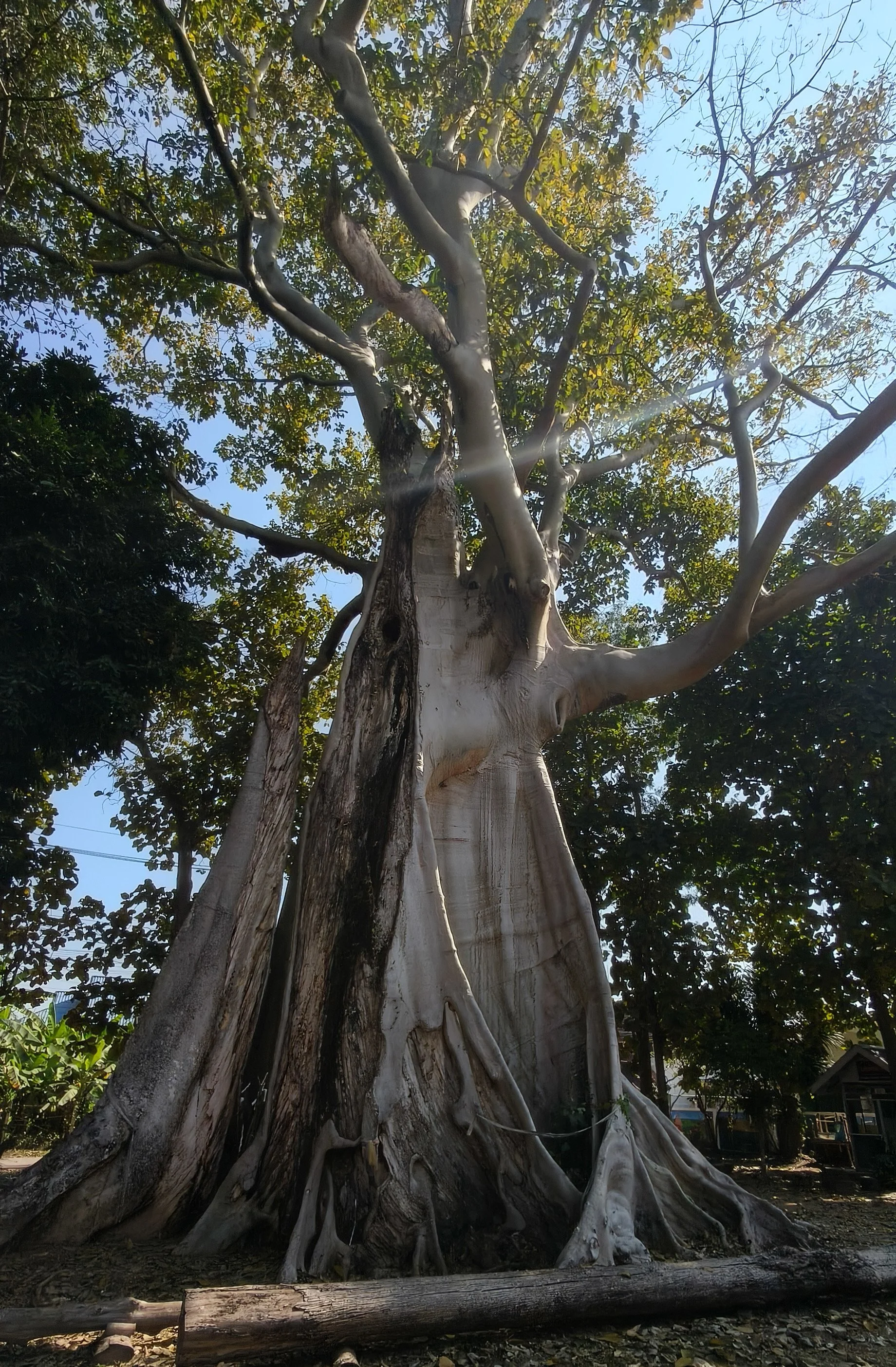 Giant Ficus Tree - Western Phayao Province (5).jpg