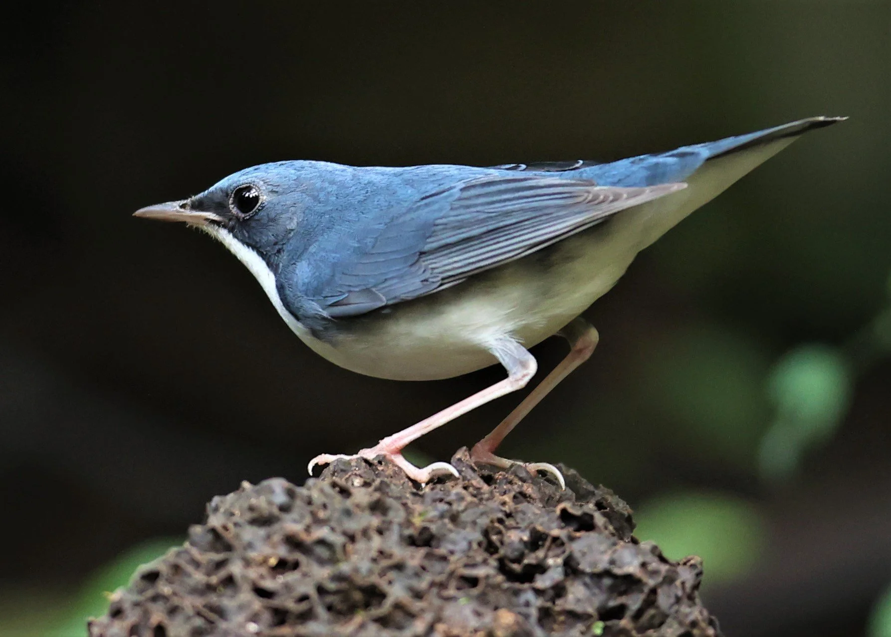 ROBIN - SIBERIAN BLUE ROBIN - Luscinia cyane - DOI INTHANON NP CHIANG MAI, DEC 2021 (28).JPG