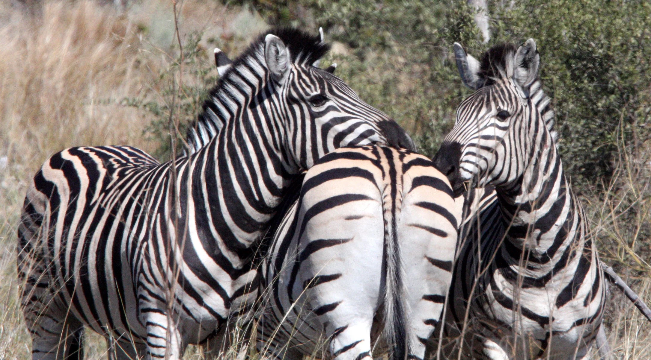Equus quagga chapmani - CHAPMAN'S ZEBRA - KHWAI CAMP OKAVANGO BOTSWANA (14).JPG