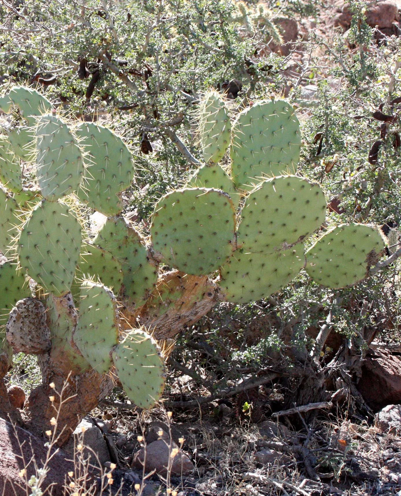 CACTACEAE - OPUNTIA SPECIES - CATAVINA DESERT BAJA MEXICO.JPG