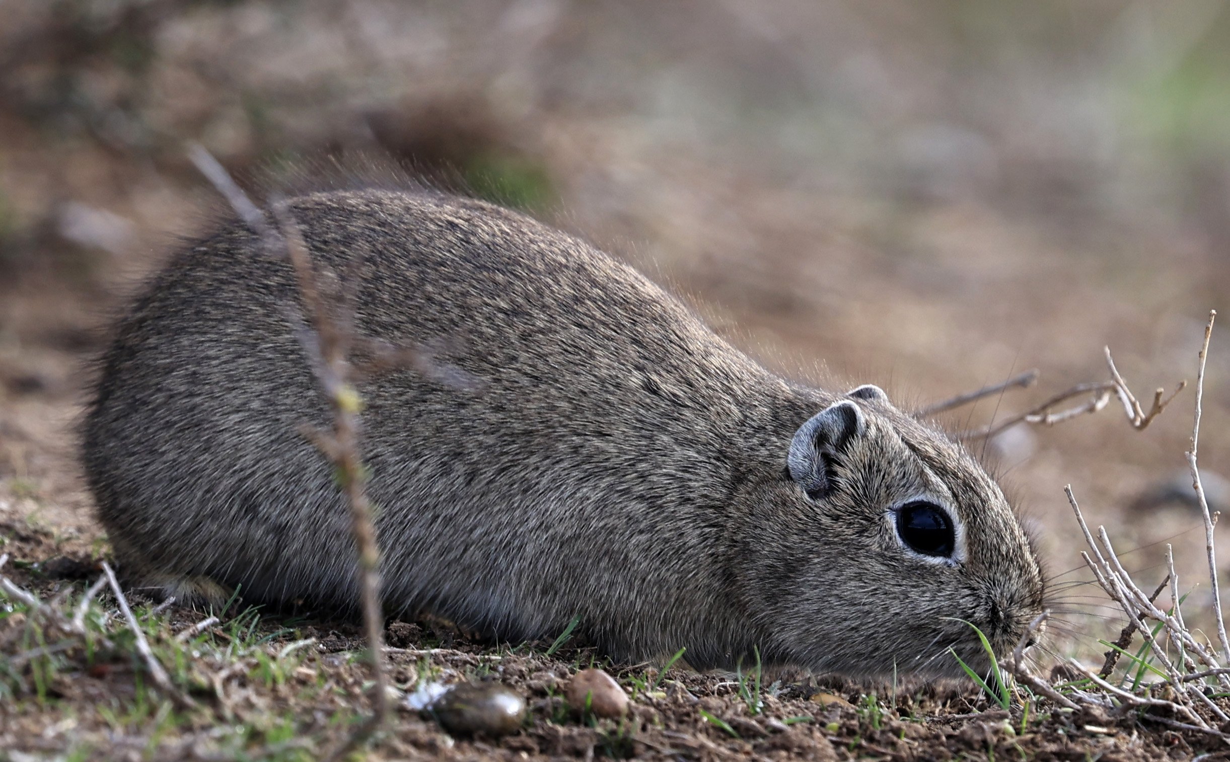 Southern Mountain Cavy (Microcavia australis) Valdes Peninsula, Chubut Province, Argentina Day 2 (1 (71).jpg