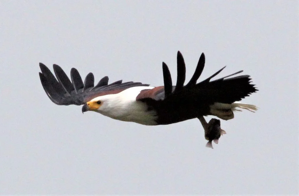 Haliaeetus vocifer - AFRICAN FISH EAGLE - MURCHISON FALLS NATIONAL PARK UGANDA aa.jpg