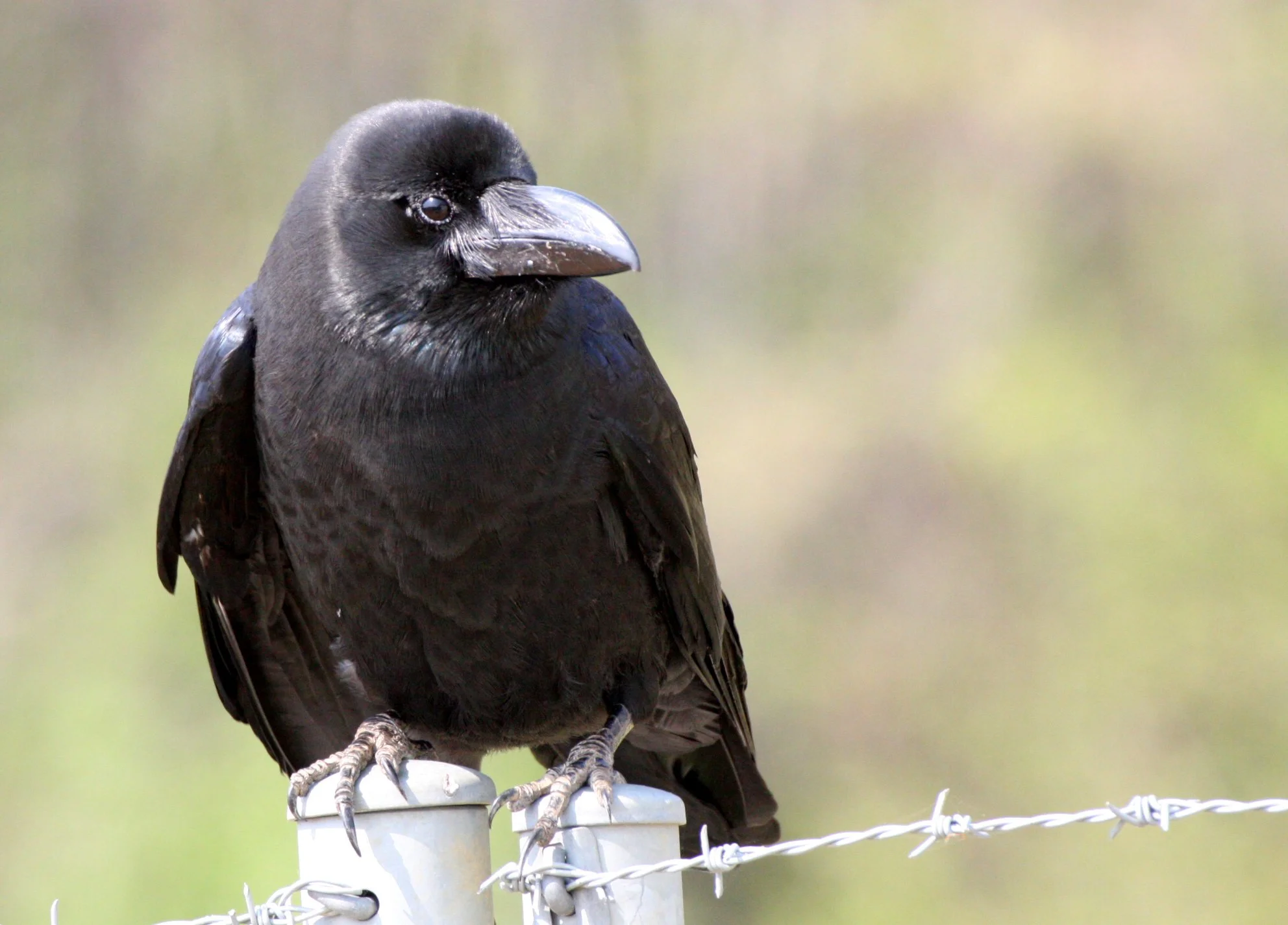 BIRD - CROW - JUNGLE CROW - SHIMOKITA PENINSULA JAPAN.JPG