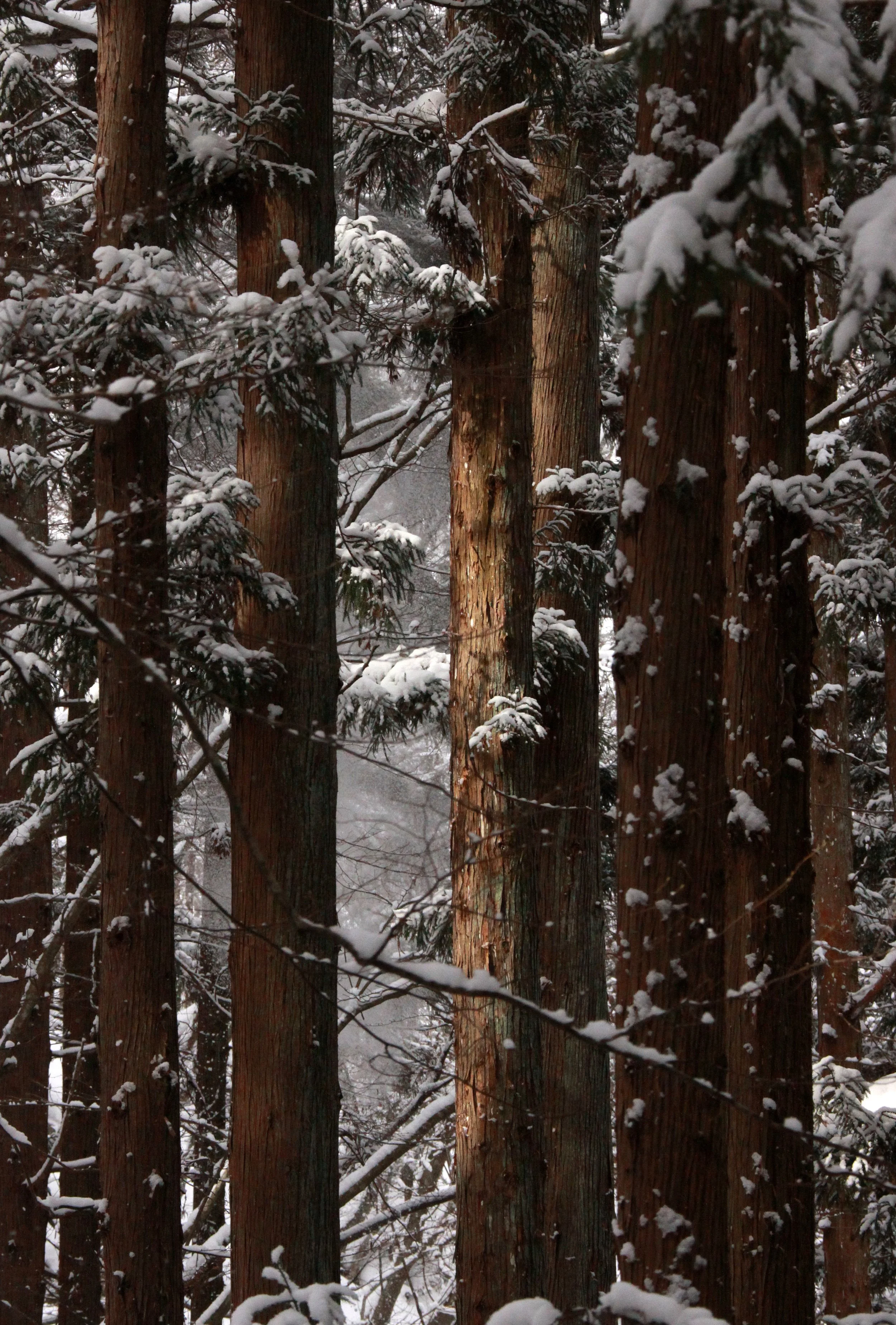 JIGOKUDANI ONSEN - NAGANO PREFECTURE JAPAN - FOREST SCENCES (28).JPG