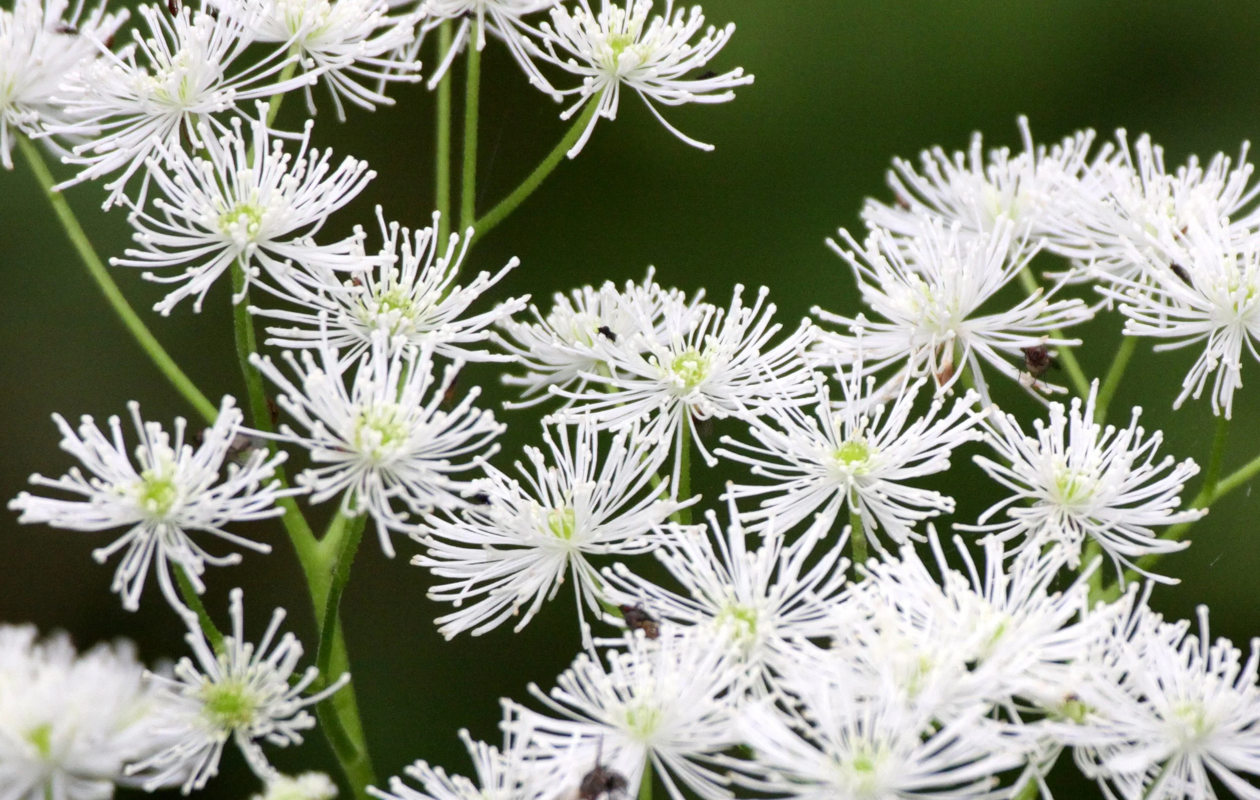PLANT SPECIES - THOMPSON SOUND BC (2).JPG