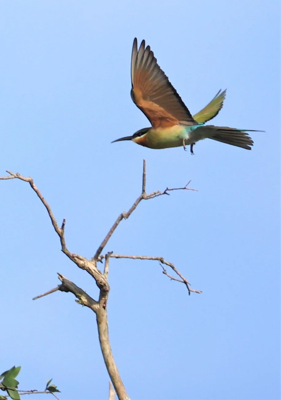 BEE EATER - BLUE-TAILED BEE-EATER - Merops philippinus - THALE NOI WETLANDS PATTHALUNG PROVINCE (5).JPG