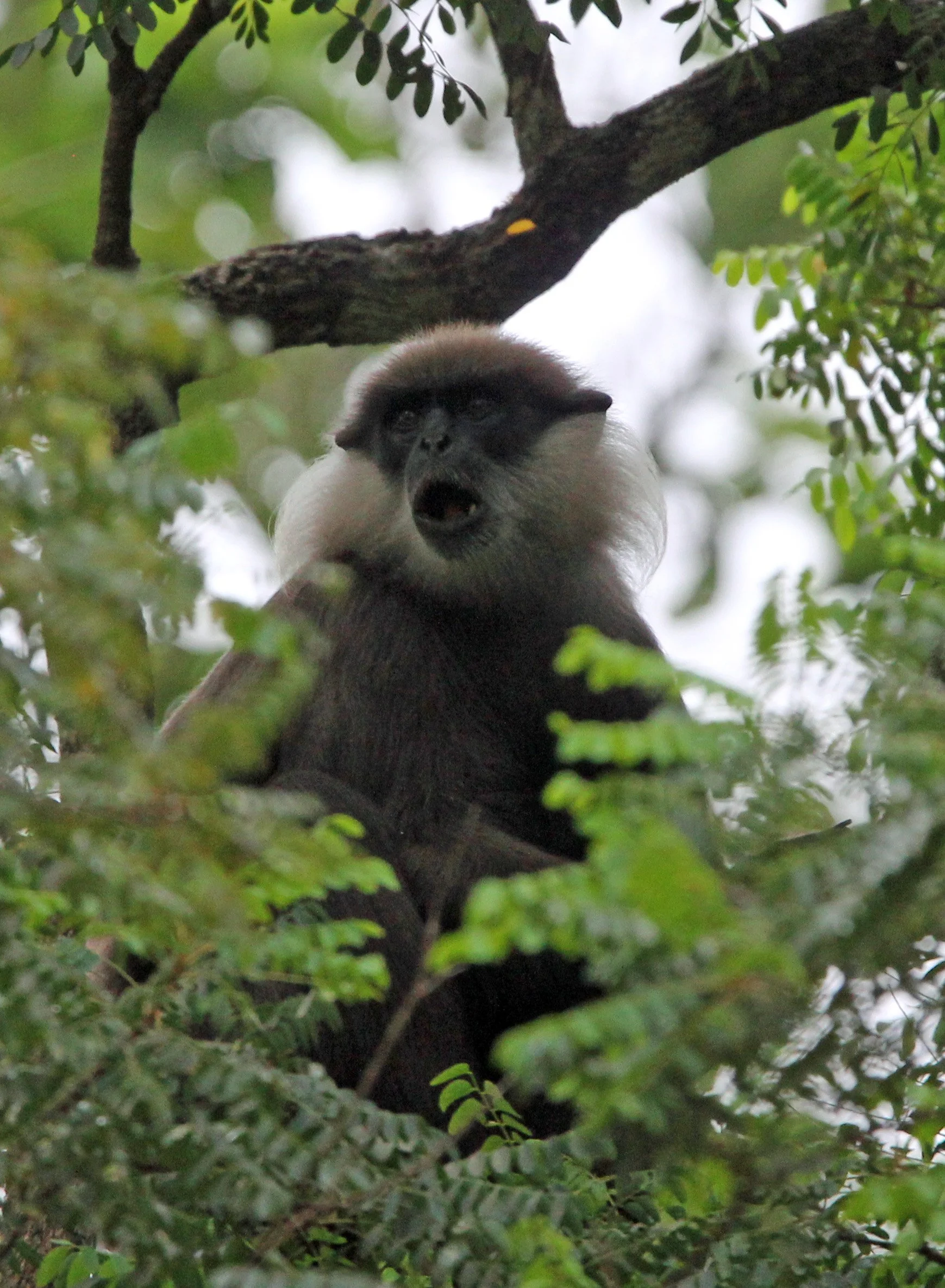 CERCOPITHECIDAE - Semnopithecus vetulus philbricki - DRY ZONE PURPLE-FACED LEAF MONKEY - SRIGIRIYA FOREST SRI LANKA (33).JPG