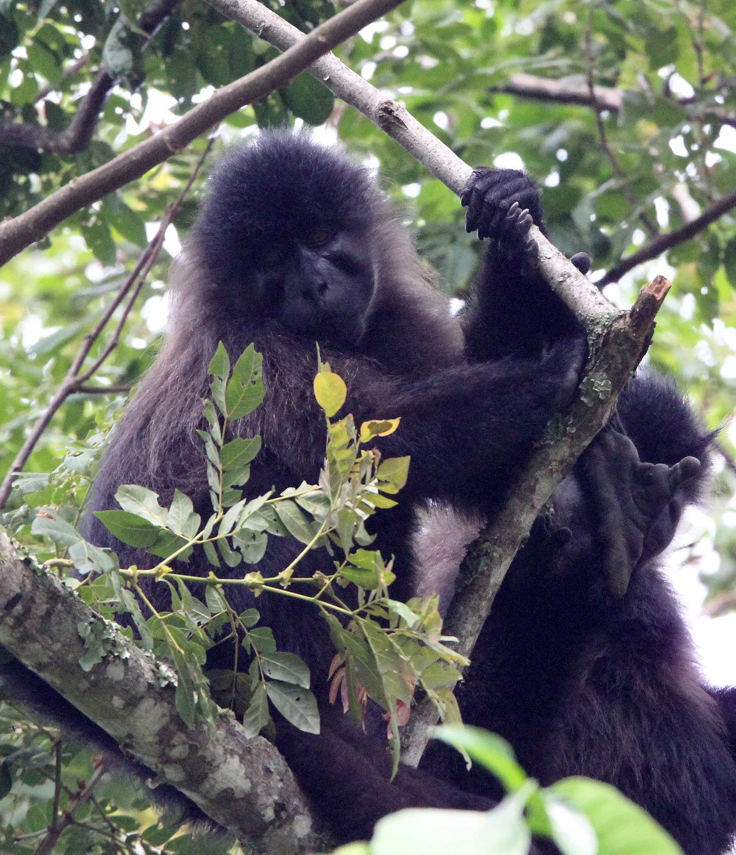 CERCOPITHECIDAE - Lophocebus ugandae - UGANDAN CRESTED MANGABEY - KIBALE NATIONAL PARK UGANDA (129).JPG