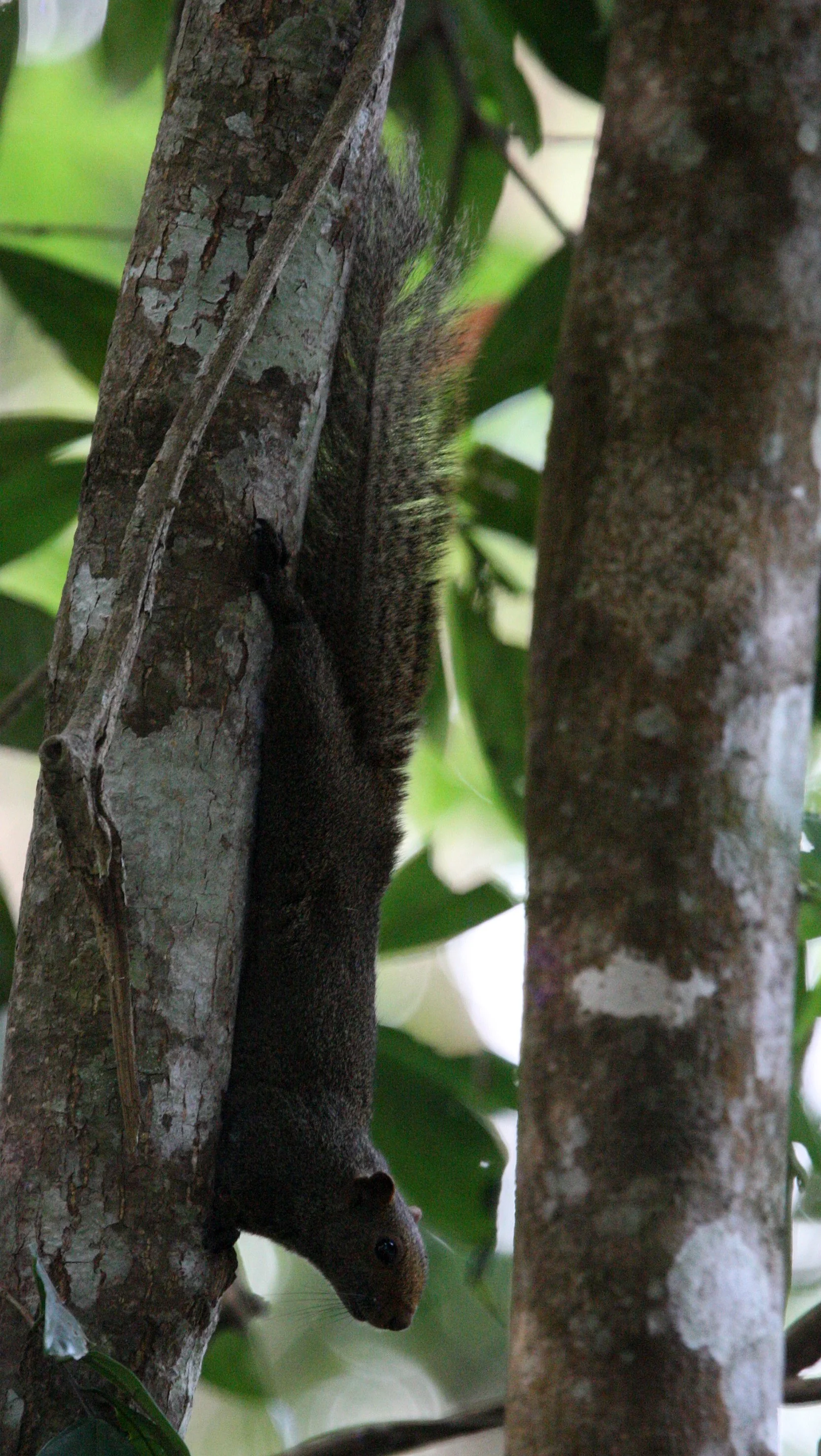 Callosciurus caniceps caniceps - MAINLAND GREY-BELLIED SQUIRREL -  KAENG KRACHAN NP THAILAND (67).JPG