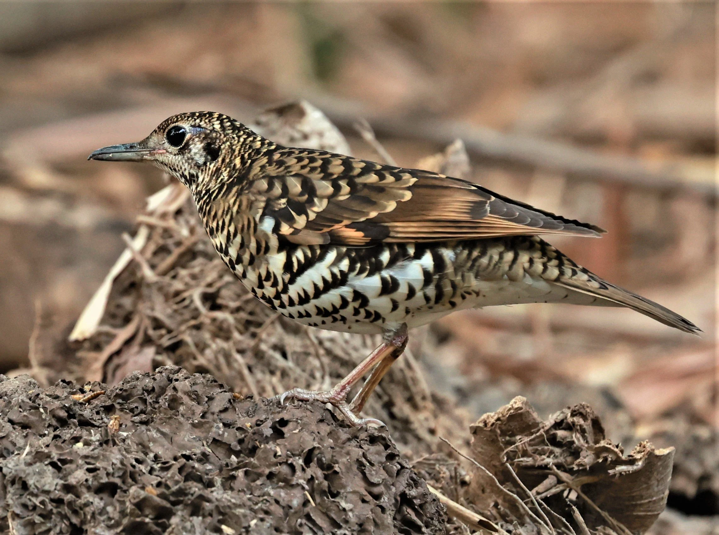 White's Thrush (Zoothera aurea) Putthamonthon Park Nakhon Pathom Thailand (158).jpg