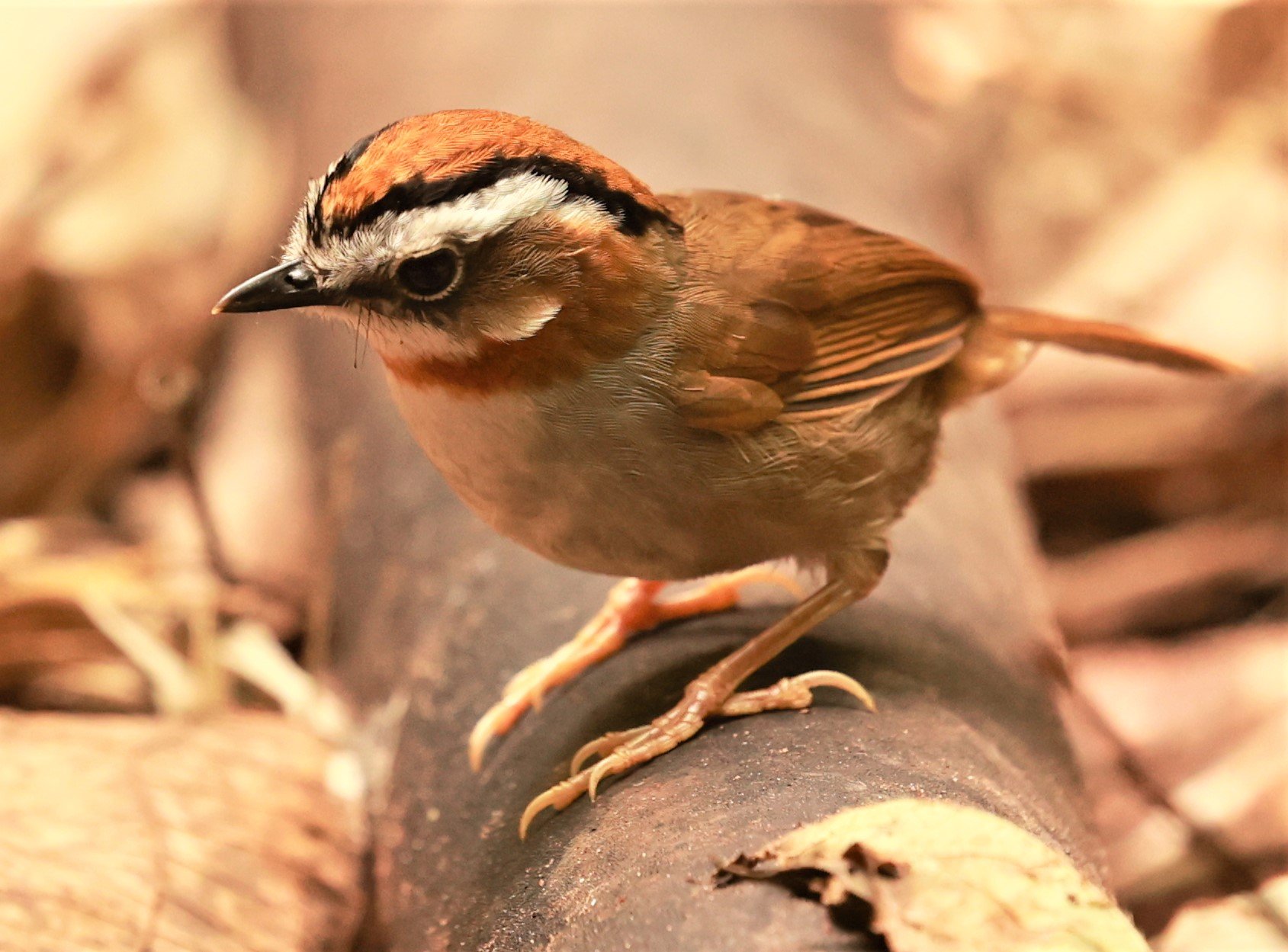 FULVETTA - RUFOUS-NECKED FULVETTA - Schoeniparus rufogularis - PHU SUAN SAI NATIONAL PARK LOEI PROVINCE (15).jpg
