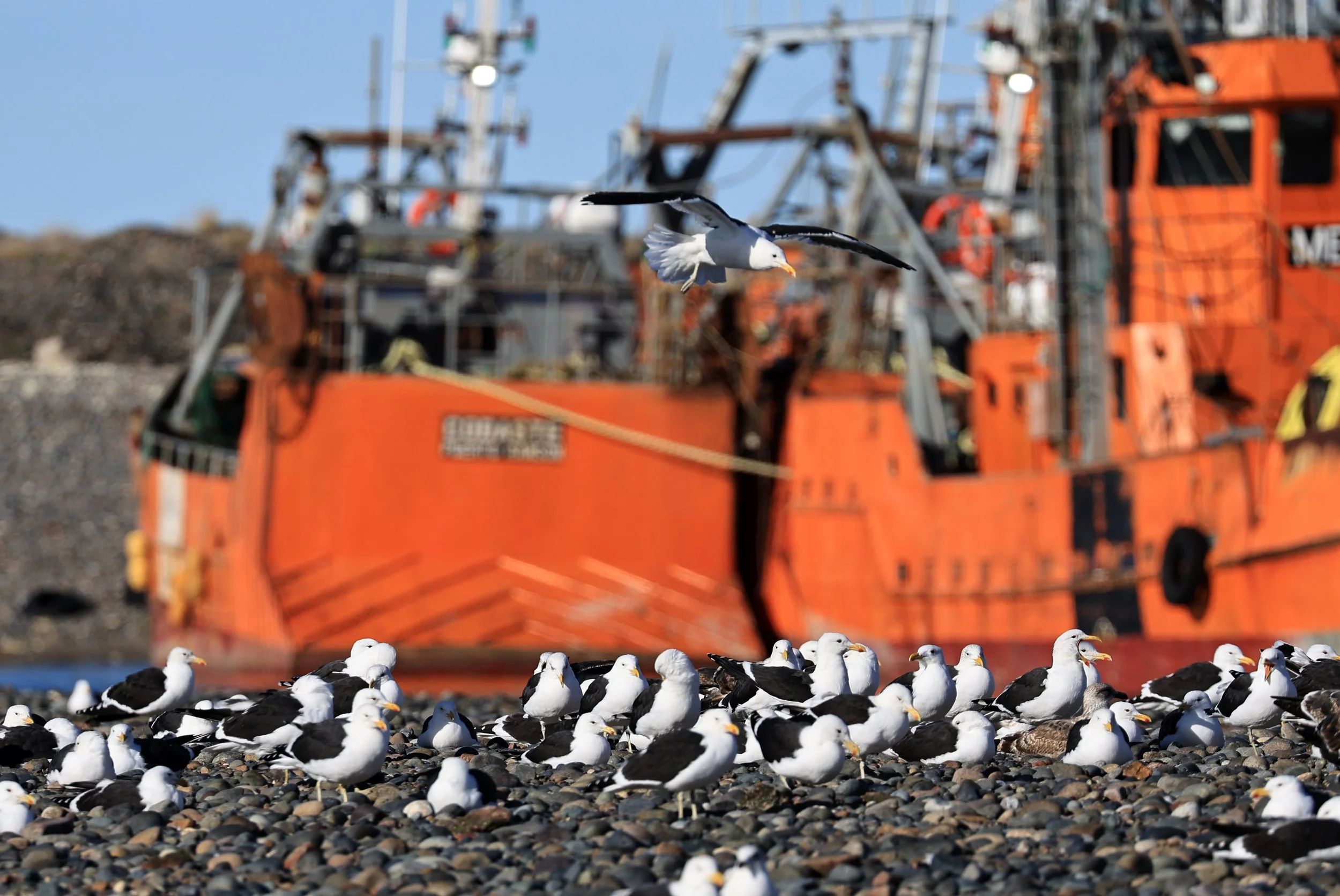 Kelp Gull (Larus dominicanus) Puerto Rawson Argentina (4).jpg