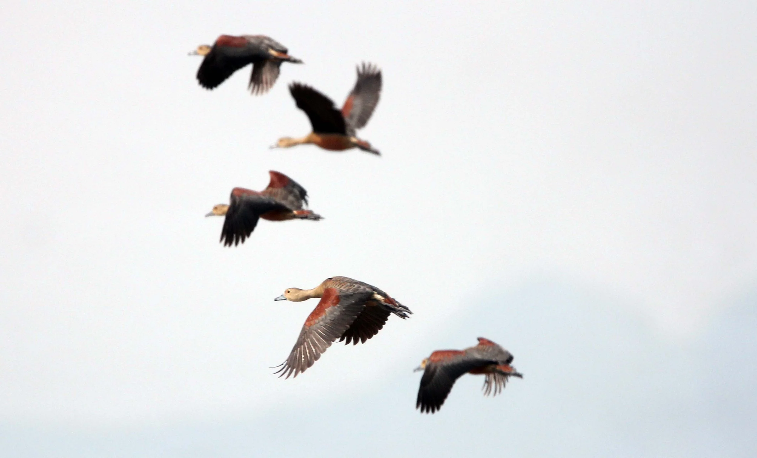 DUCK - LESSER WHISTLING DUCK  - Dendrocygna javanica - THALE NOI WATERBIRD PARK - PHATTHALUNG (7).JPG