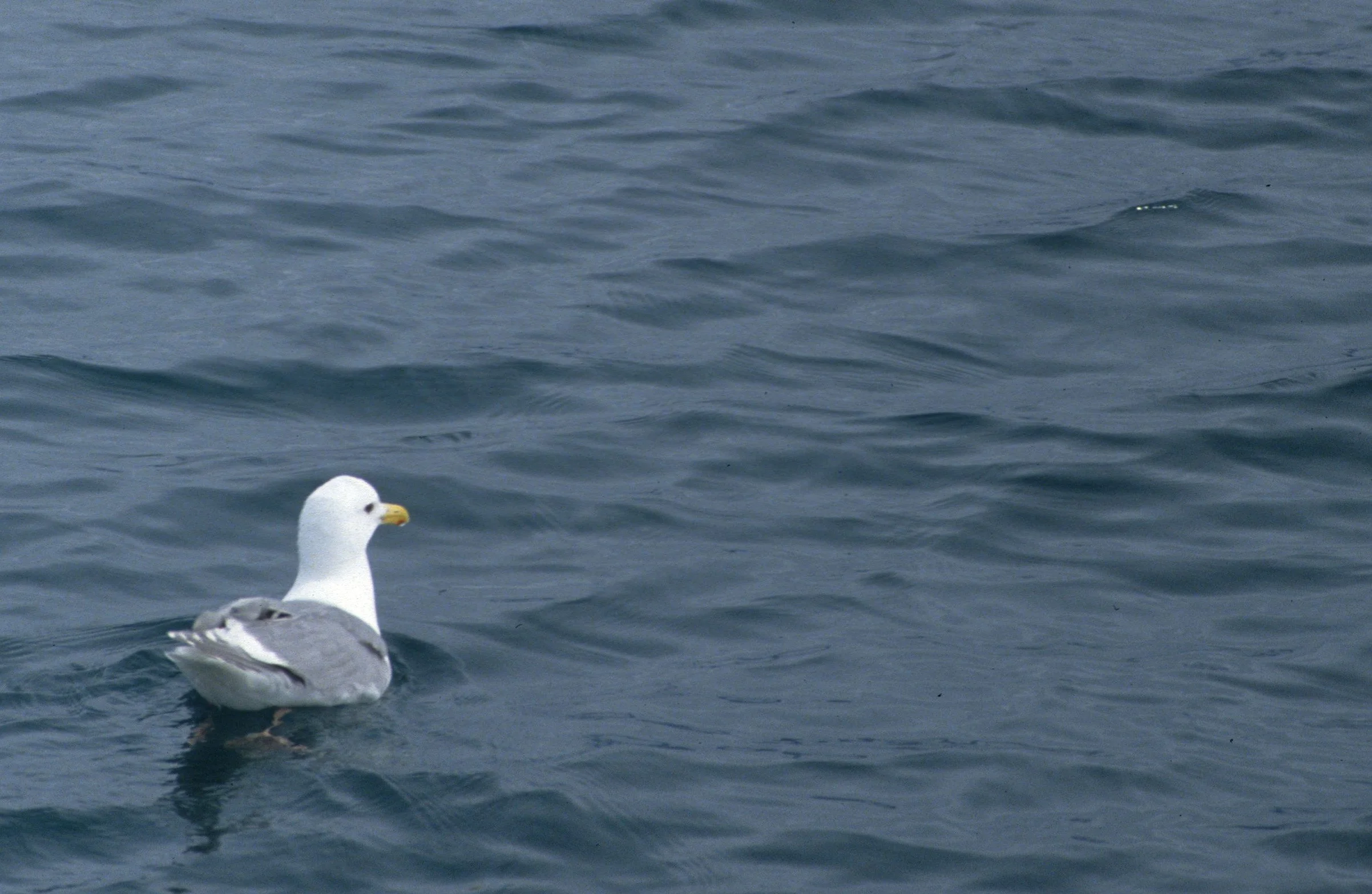 BIRD - GULL - GLAUCOUS - PRINCE WILLIAMM SOUND A.jpg