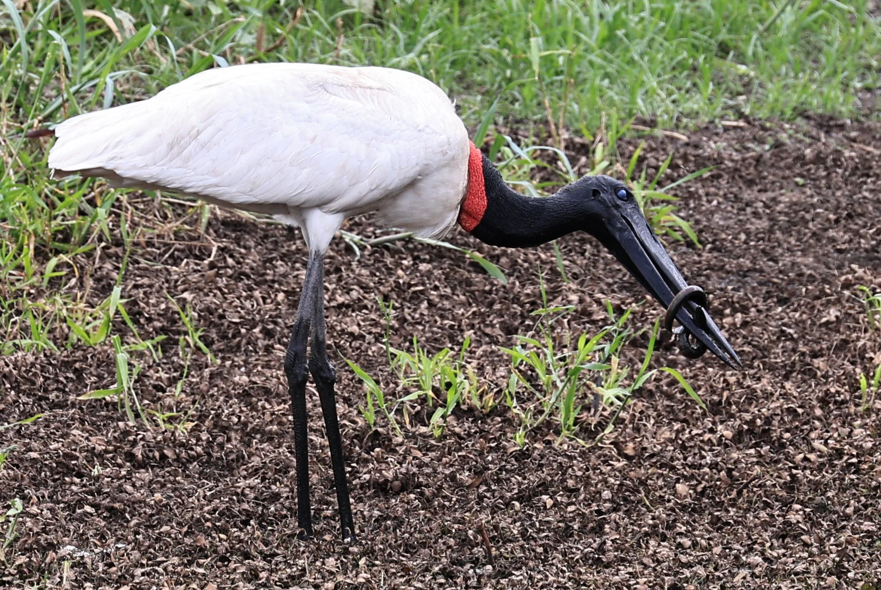 Jabiru (Jabiru mycteria) Agua Dulce Paraguay (21).jpg