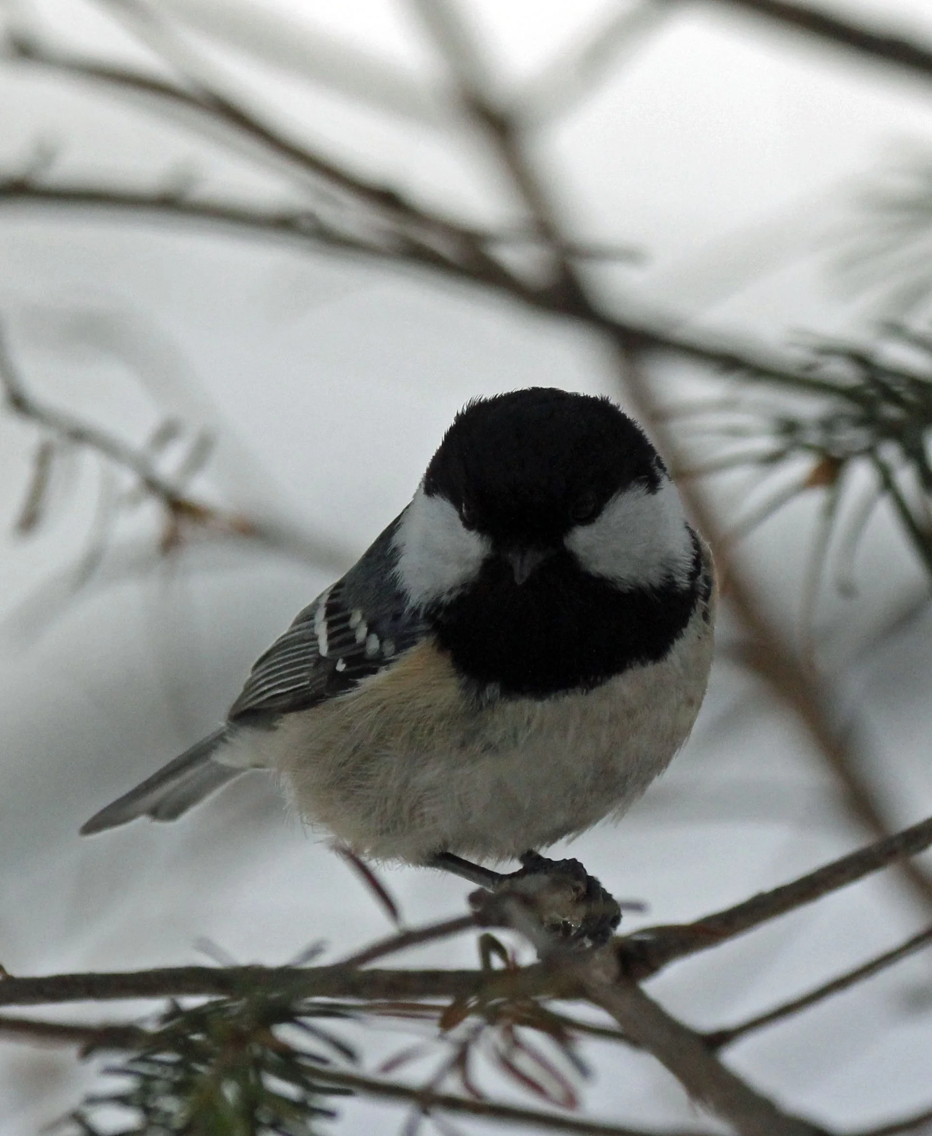 Coal Tit (Periparus ater) Kinohiroba Park, Abashiri, Hokkaido Japan (3).JPG