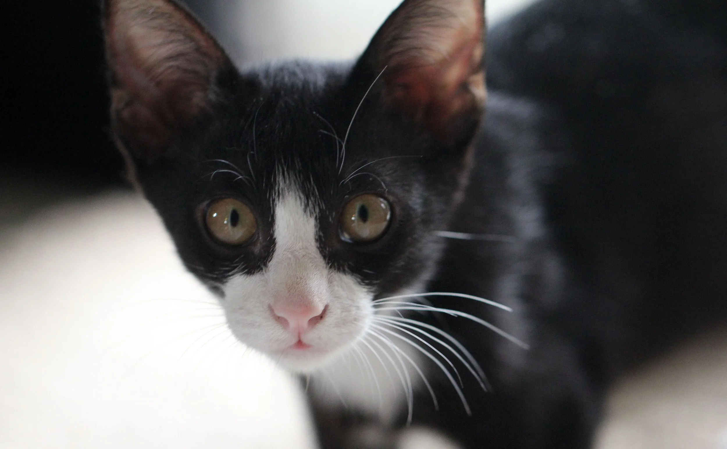 2015 Cats - Ukura & Jean Luc (11).JPG