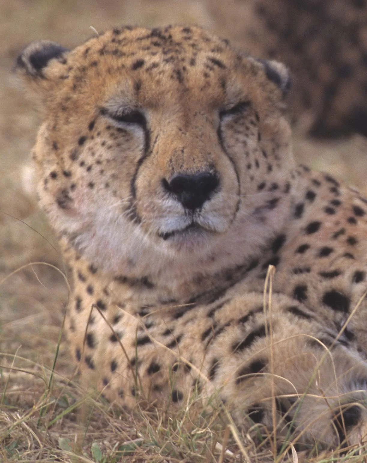 FELID - CHEETAH - KRUGER (5).jpg