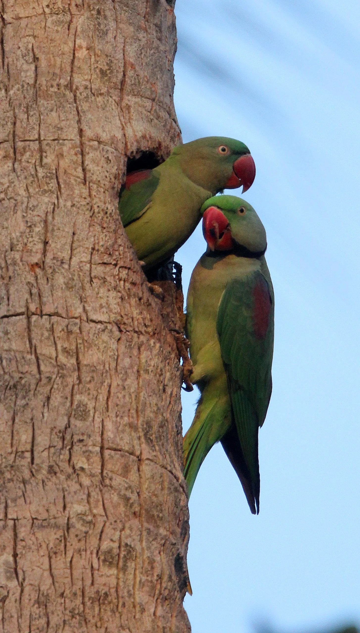 BIRD - PARAKEET - ALEXANDRINE PARAKEET - NIGAMBU FOREST AREA SRI LANKA (57).JPG