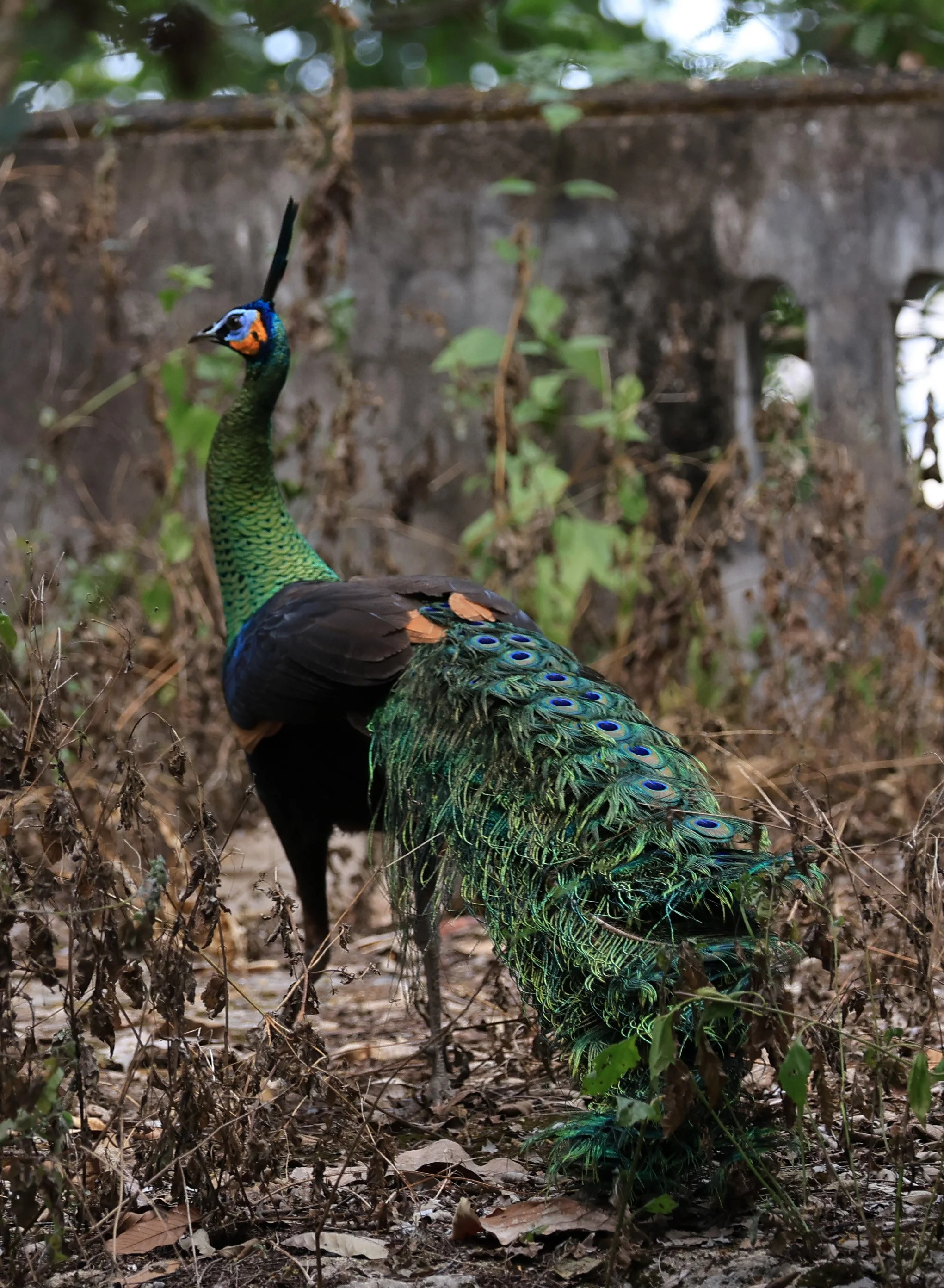 Green Peafowl (Pavo muticus) Doi Butsarakham Phayao Province (8).jpg