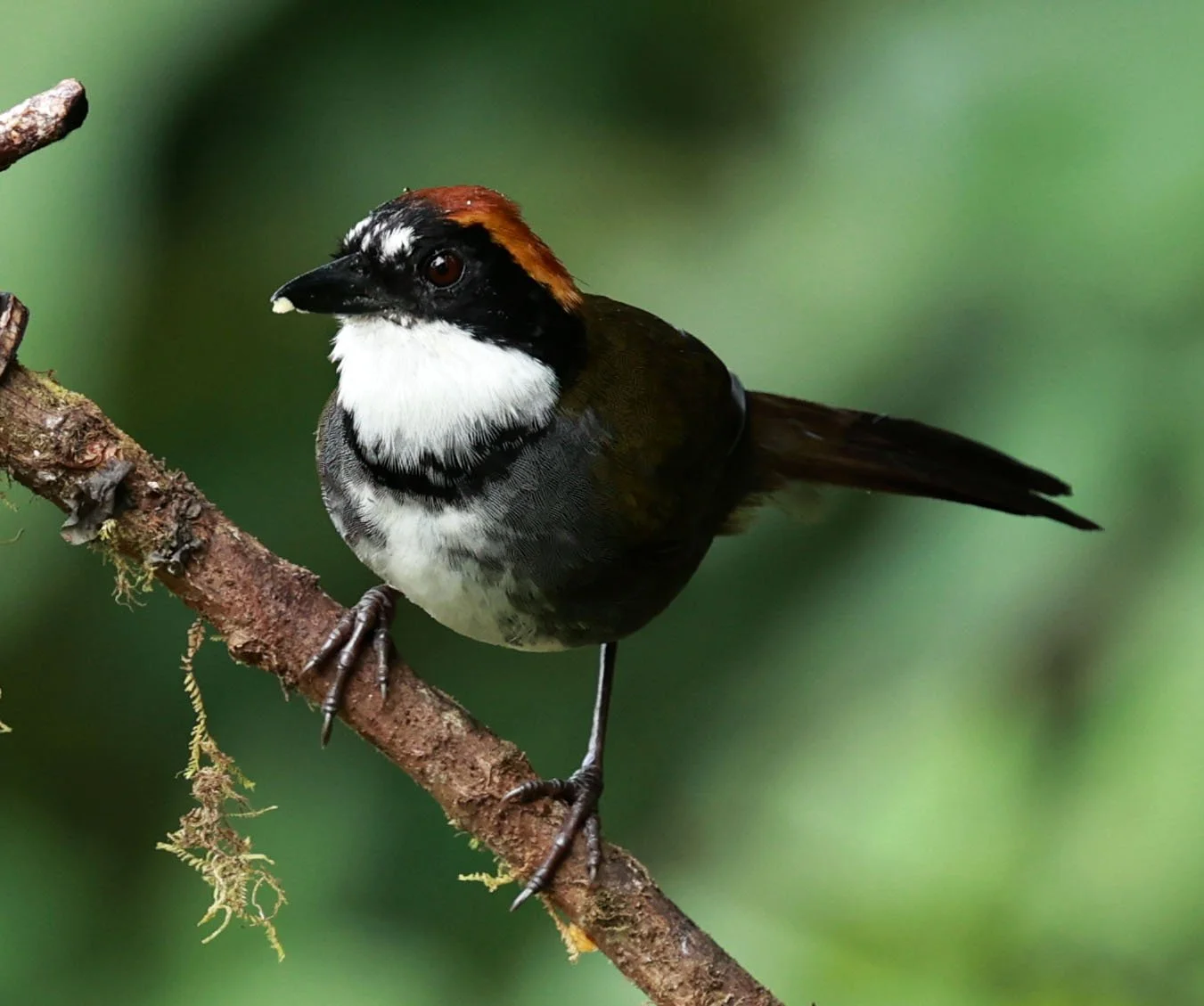 Chestnut-capped Brushfinch (Arremon brunneinucha) Mindo, Ecuador - Chocoan Lowlands and Valley (16).jpg