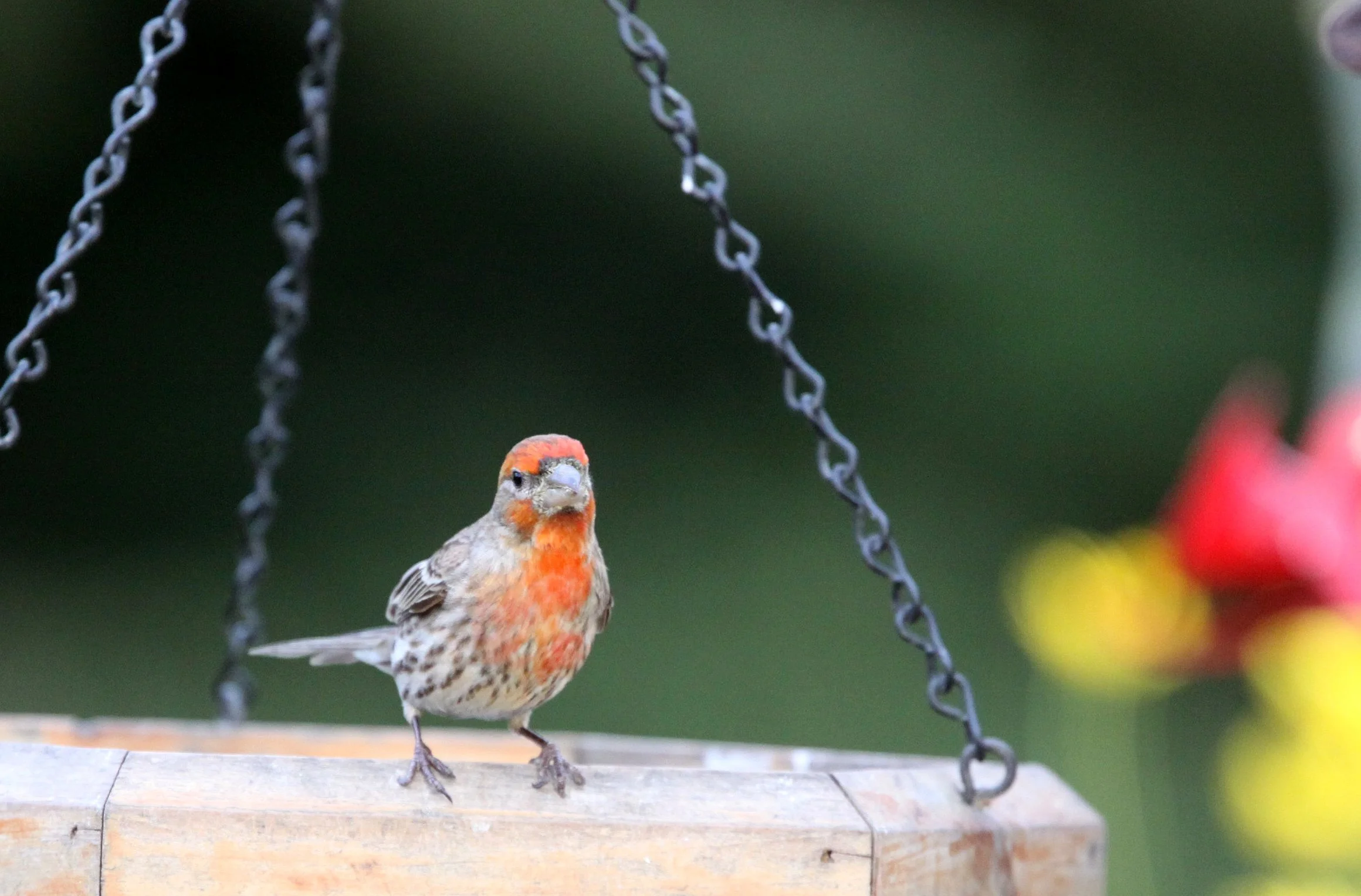 BIRD - CROSSBILL - RED CROSSBILL - SUNSET BEACH STATE PARK CALIFORNIA.JPG