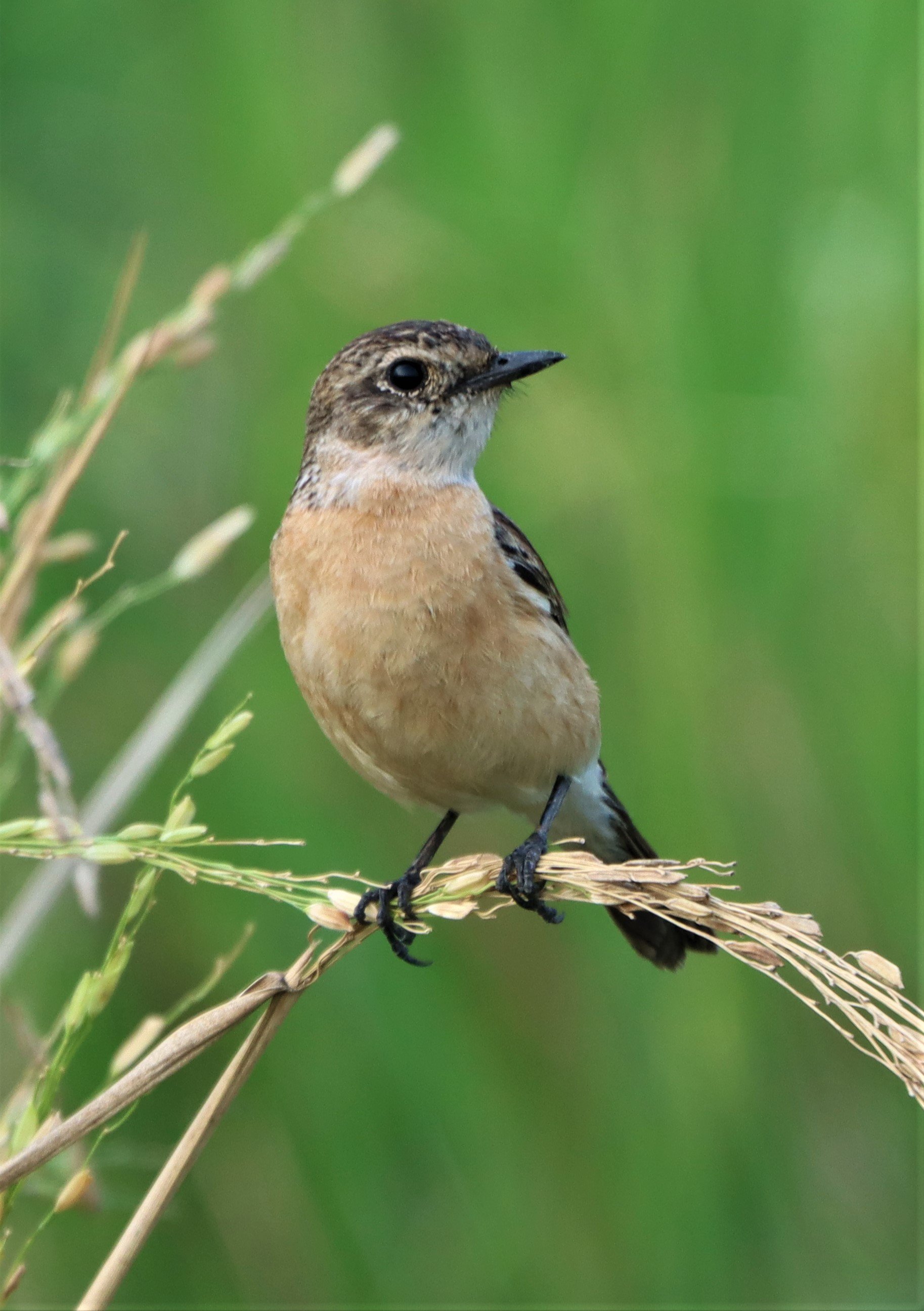 STONECHAT - SIBERIAN STONECHAT - Saxicola maurus - LAT KRABANG WETLANDS NEAR BKK (24).jpg
